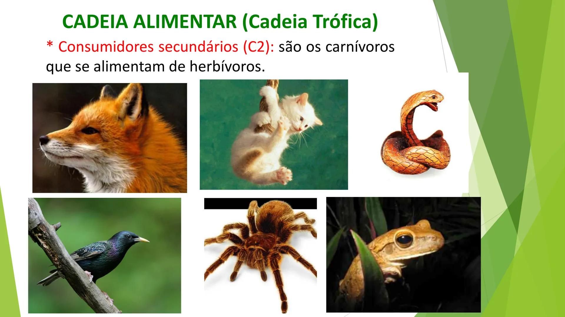 INSTITUTO FEDERAL DE
EDUCAÇÃO, CIÊNCIA E TECNOLOGIA
PARAÍBA
Campus Santa Rita
Fundamentos
de Ecologia
PROFA. FABIANA BEZERRA MARINHO • Vem d