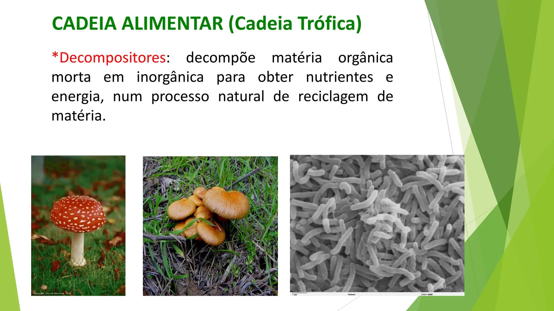 INSTITUTO FEDERAL DE
EDUCAÇÃO, CIÊNCIA E TECNOLOGIA
PARAÍBA
Campus Santa Rita
Fundamentos
de Ecologia
PROFA. FABIANA BEZERRA MARINHO • Vem d