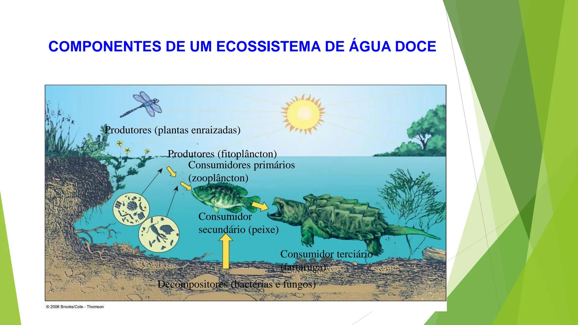 INSTITUTO FEDERAL DE
EDUCAÇÃO, CIÊNCIA E TECNOLOGIA
PARAÍBA
Campus Santa Rita
Fundamentos
de Ecologia
PROFA. FABIANA BEZERRA MARINHO • Vem d