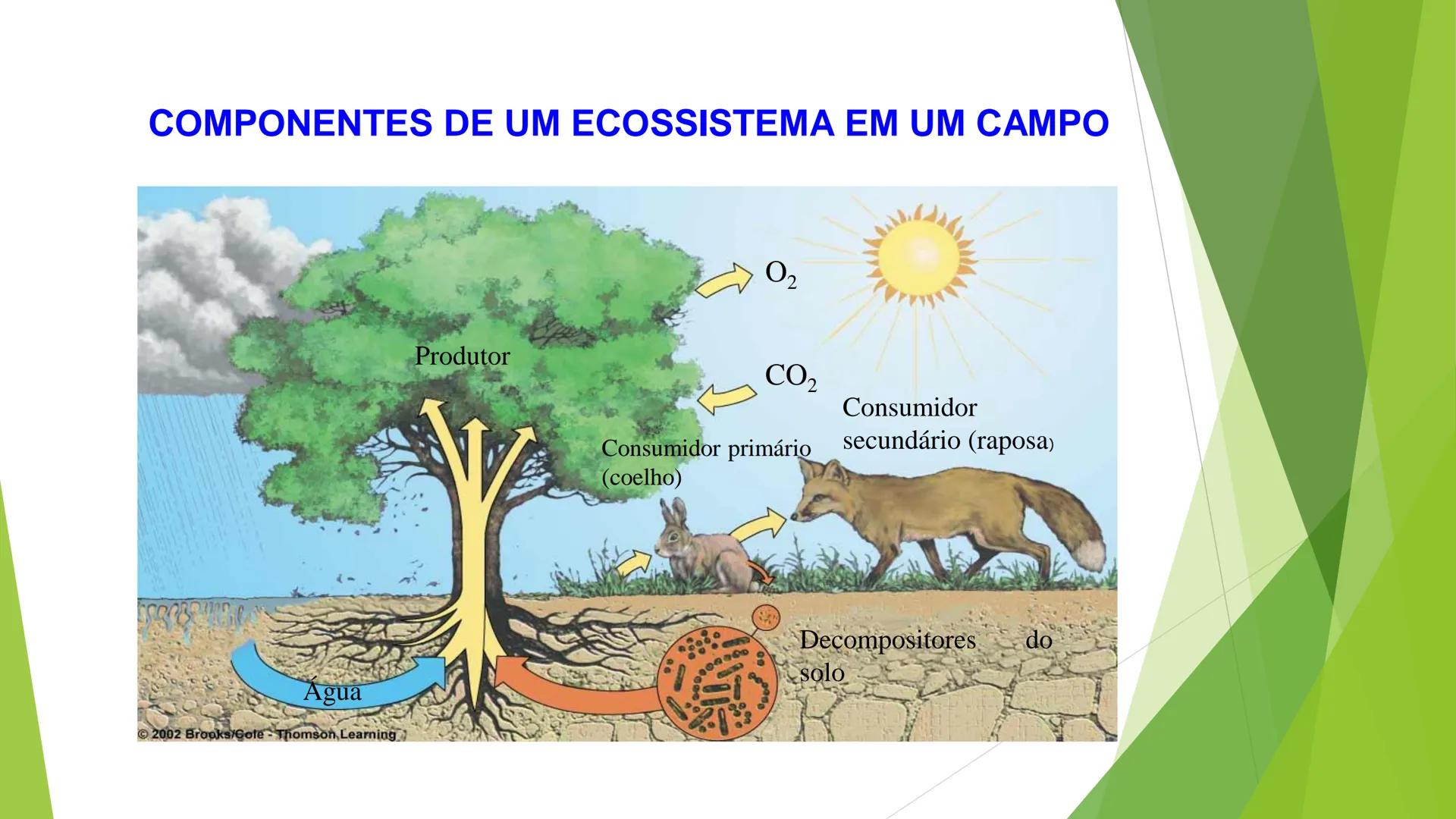 INSTITUTO FEDERAL DE
EDUCAÇÃO, CIÊNCIA E TECNOLOGIA
PARAÍBA
Campus Santa Rita
Fundamentos
de Ecologia
PROFA. FABIANA BEZERRA MARINHO • Vem d
