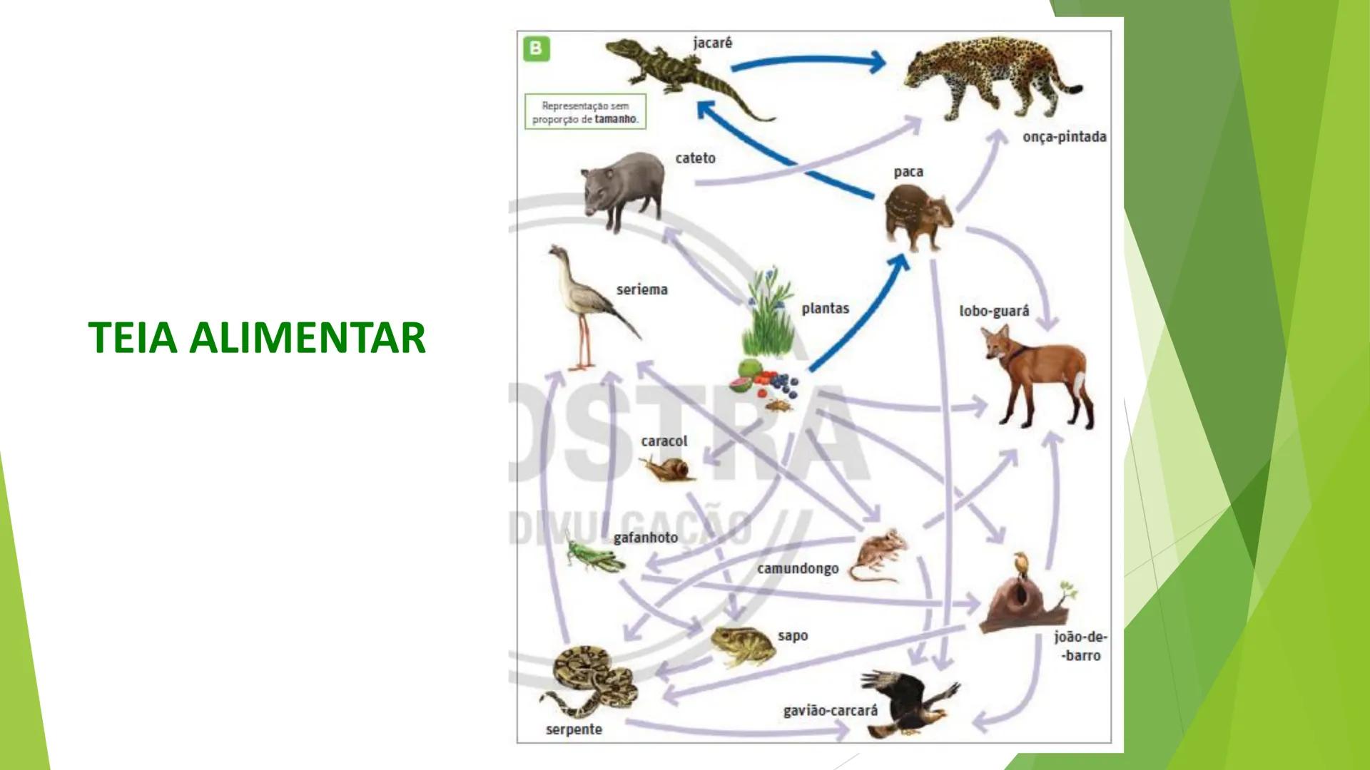 INSTITUTO FEDERAL DE
EDUCAÇÃO, CIÊNCIA E TECNOLOGIA
PARAÍBA
Campus Santa Rita
Fundamentos
de Ecologia
PROFA. FABIANA BEZERRA MARINHO • Vem d