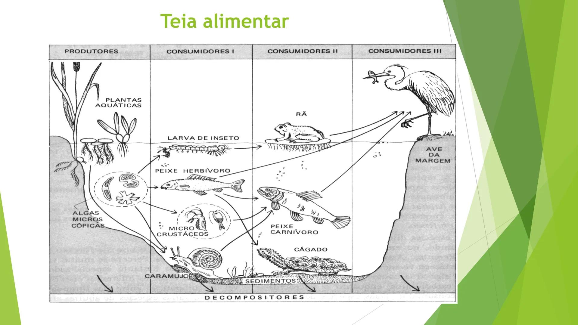 INSTITUTO FEDERAL DE
EDUCAÇÃO, CIÊNCIA E TECNOLOGIA
PARAÍBA
Campus Santa Rita
Fundamentos
de Ecologia
PROFA. FABIANA BEZERRA MARINHO • Vem d