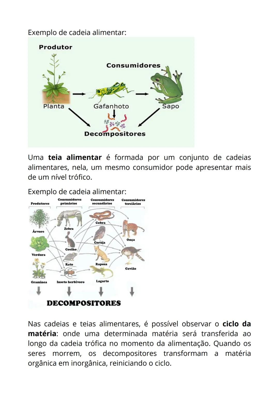 Cadeias, pirâmides e
teias alimentares São relações alimentares, os alimentos são, de certa forma, presos
uns aos outros a fim de garantir s