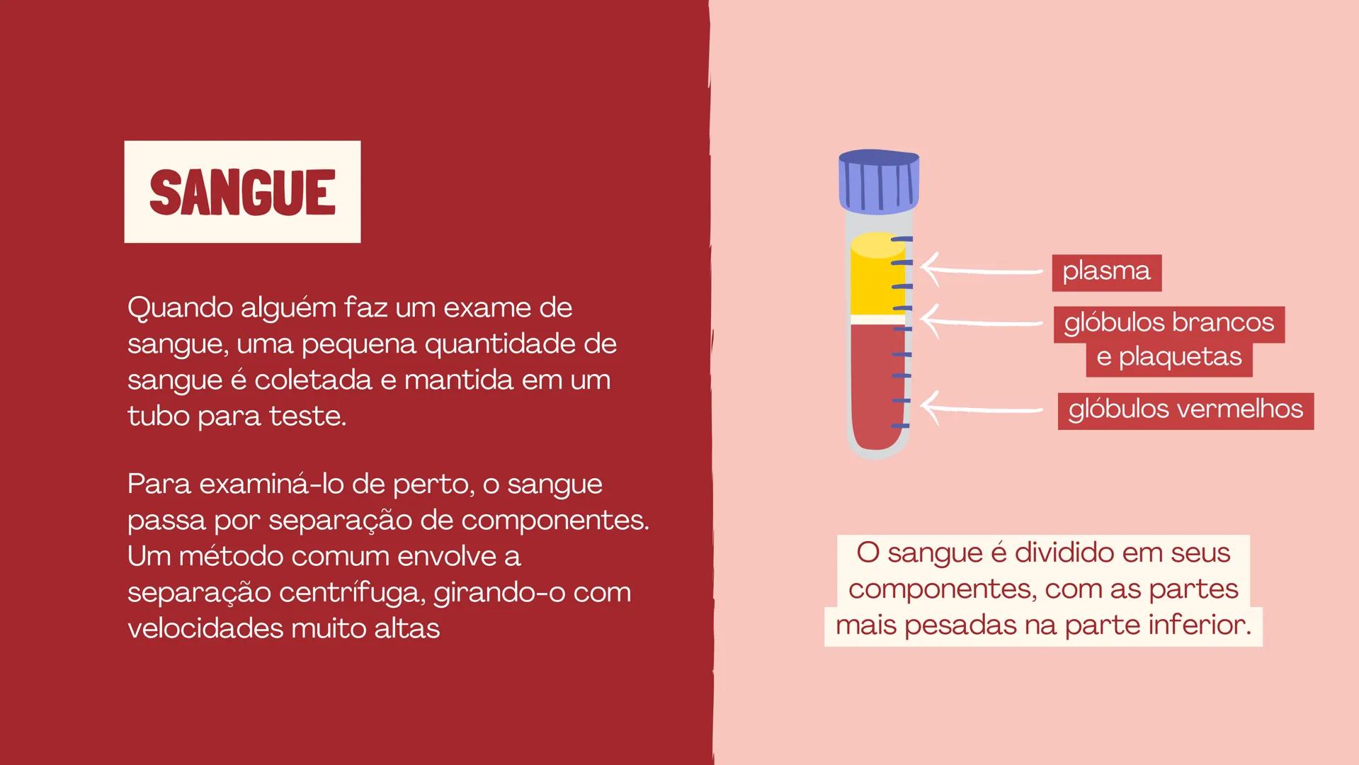 # INSTITUTO
# FEDERAL
Sul-rio-grandense
Câmpus
Lajeado
# O SISTEMA
# CIRCULATÓRIO:
Amanda, Maria Eduarda, Gabriel
Tamiosso e Gabriela Bone