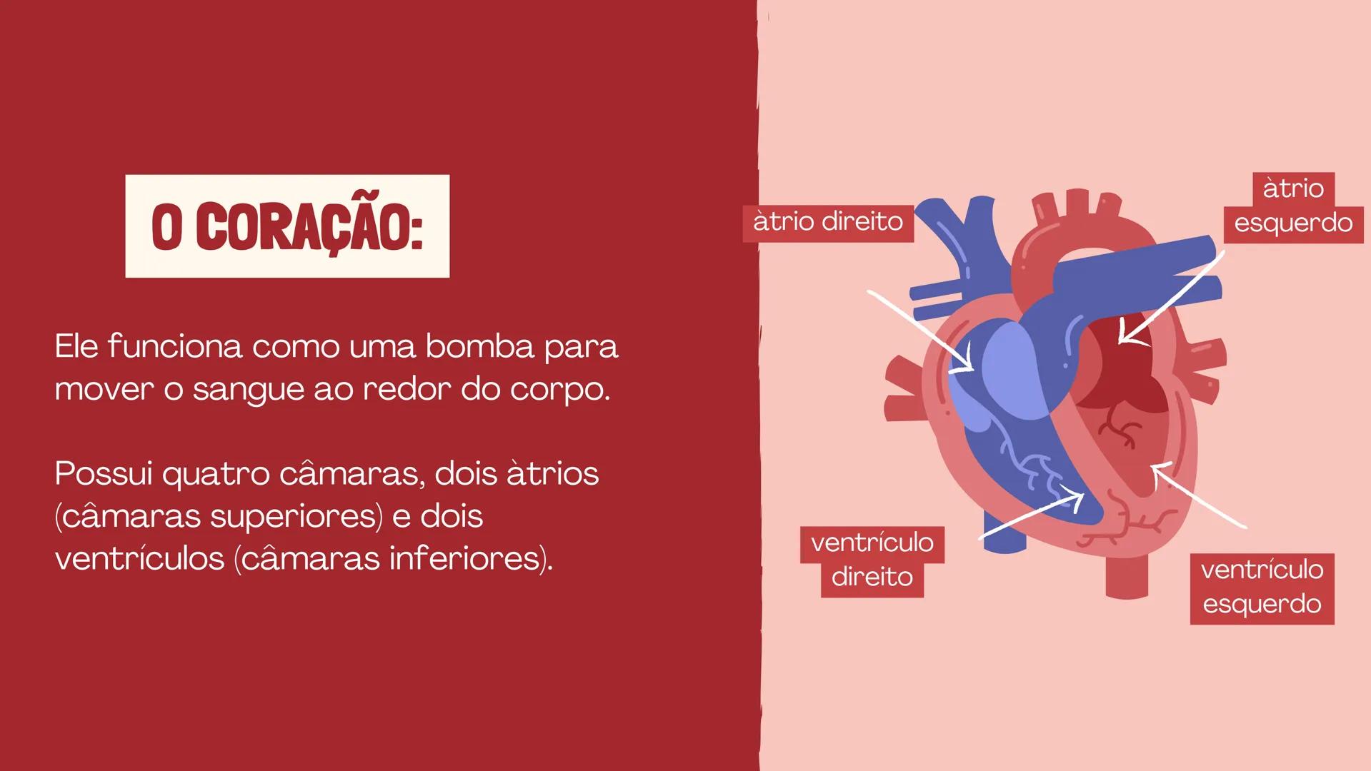 # INSTITUTO
# FEDERAL
Sul-rio-grandense
Câmpus
Lajeado
# O SISTEMA
# CIRCULATÓRIO:
Amanda, Maria Eduarda, Gabriel
Tamiosso e Gabriela Bone