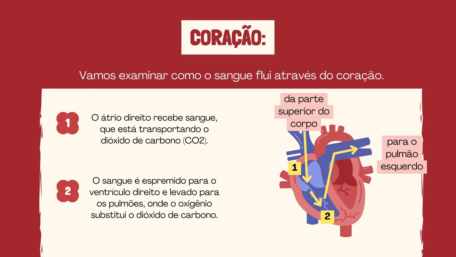 # INSTITUTO
# FEDERAL
Sul-rio-grandense
Câmpus
Lajeado
# O SISTEMA
# CIRCULATÓRIO:
Amanda, Maria Eduarda, Gabriel
Tamiosso e Gabriela Bone