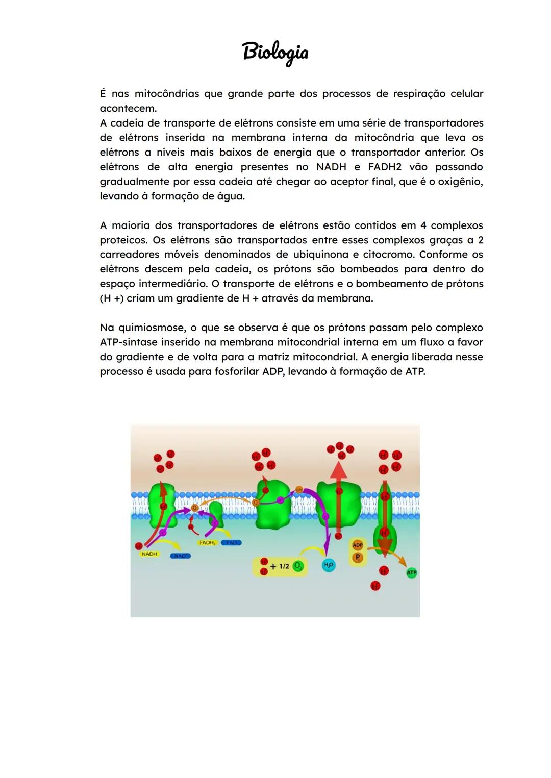 BNCC
Biologia
Constituição Celular
Não pare agora... Tem mais depois da publicidade ;)
→ Células são as unidades estruturais e funcionais do