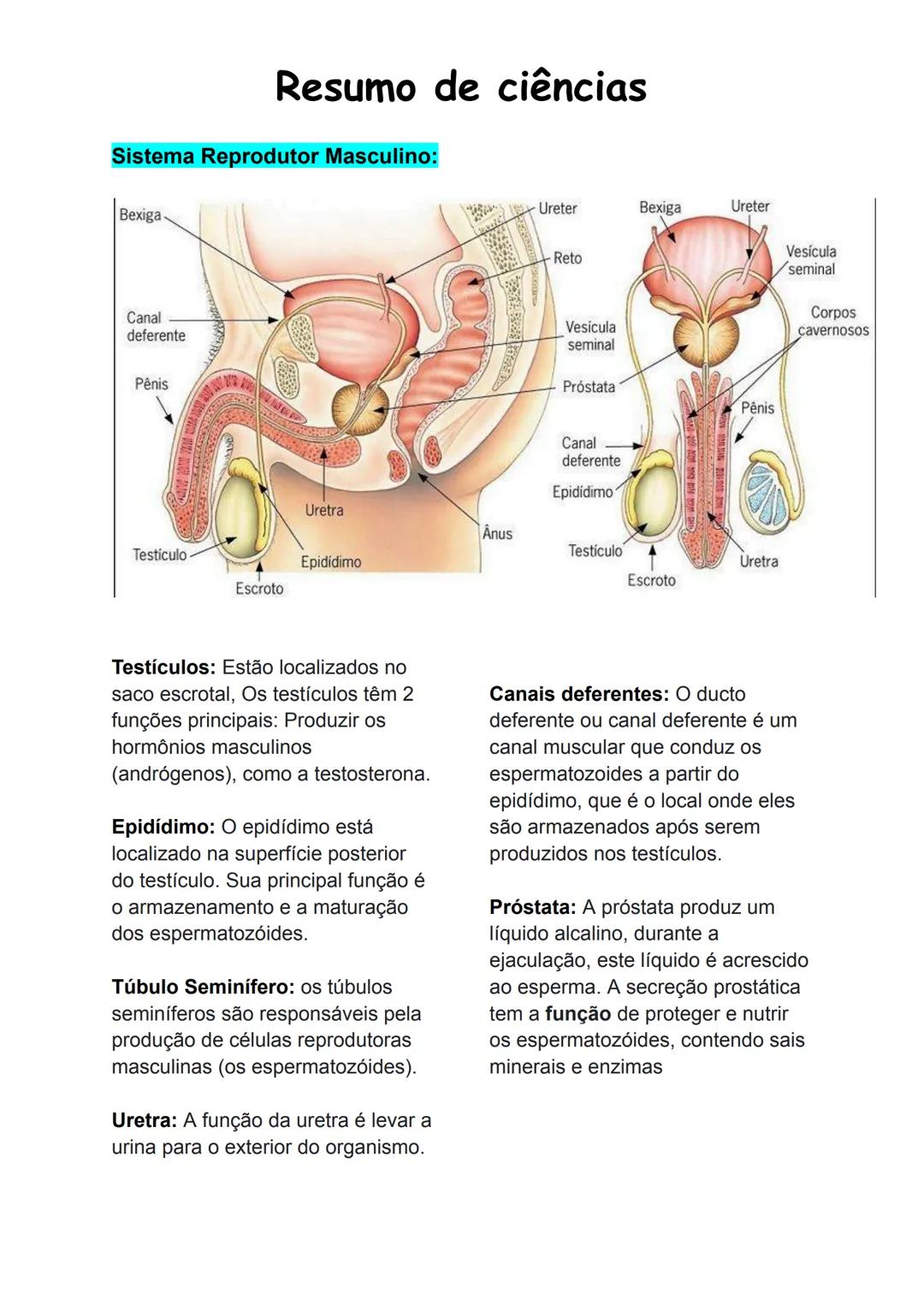 Resumo de ciências
Sistema Reprodutor Masculino:
Bexiga
Ureter
Bexiga
Ureter
Canal
deferente
Pênis
Reto
Vesicula
seminal
Próstata
Canal
defe