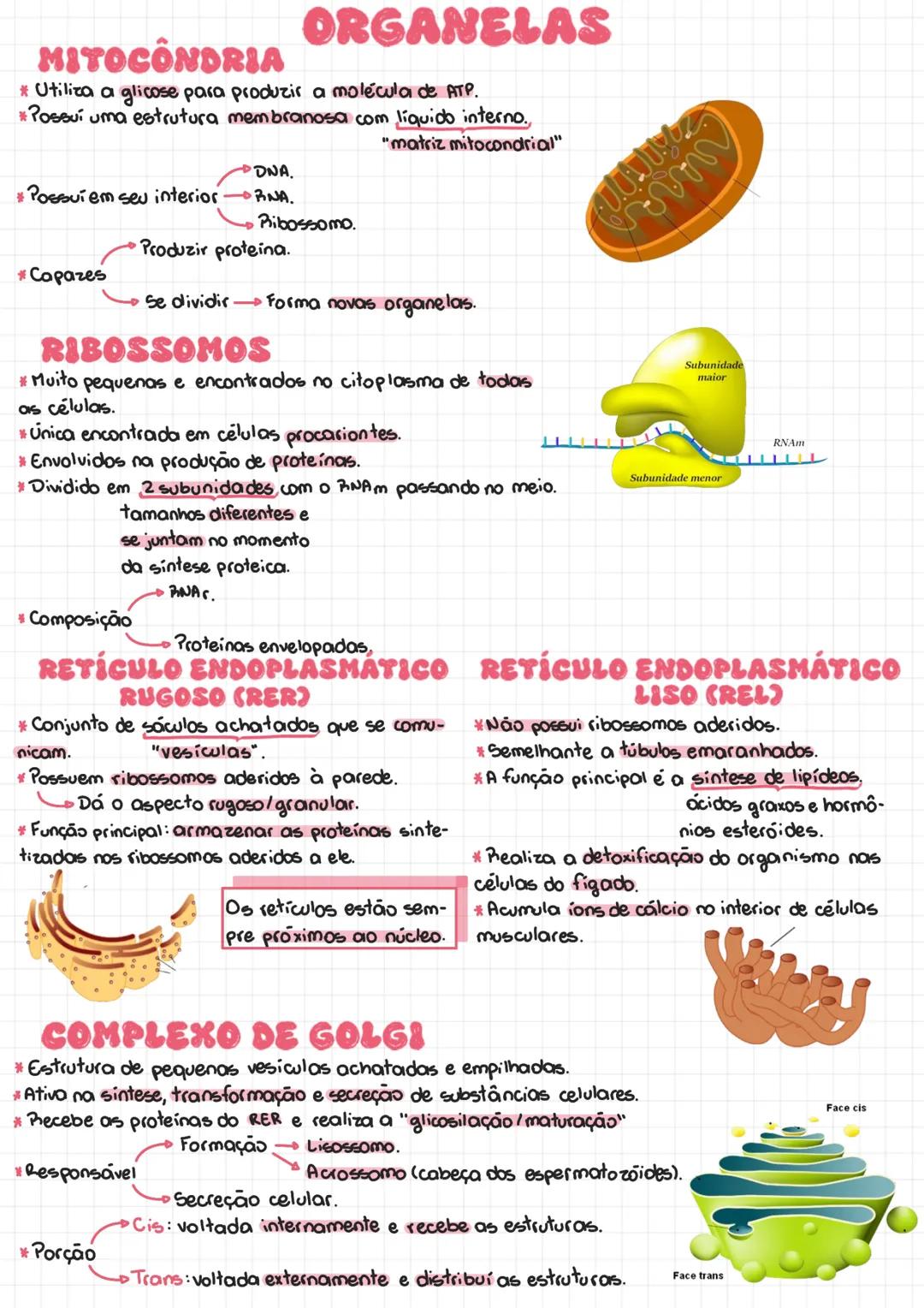 ORGANELAS
MITOCONDRIA
* Utiliza a glicose para produzir a molécula de ATP.
*Possui uma estrutura membranosa com líquido interno.
DNA.
*Possu