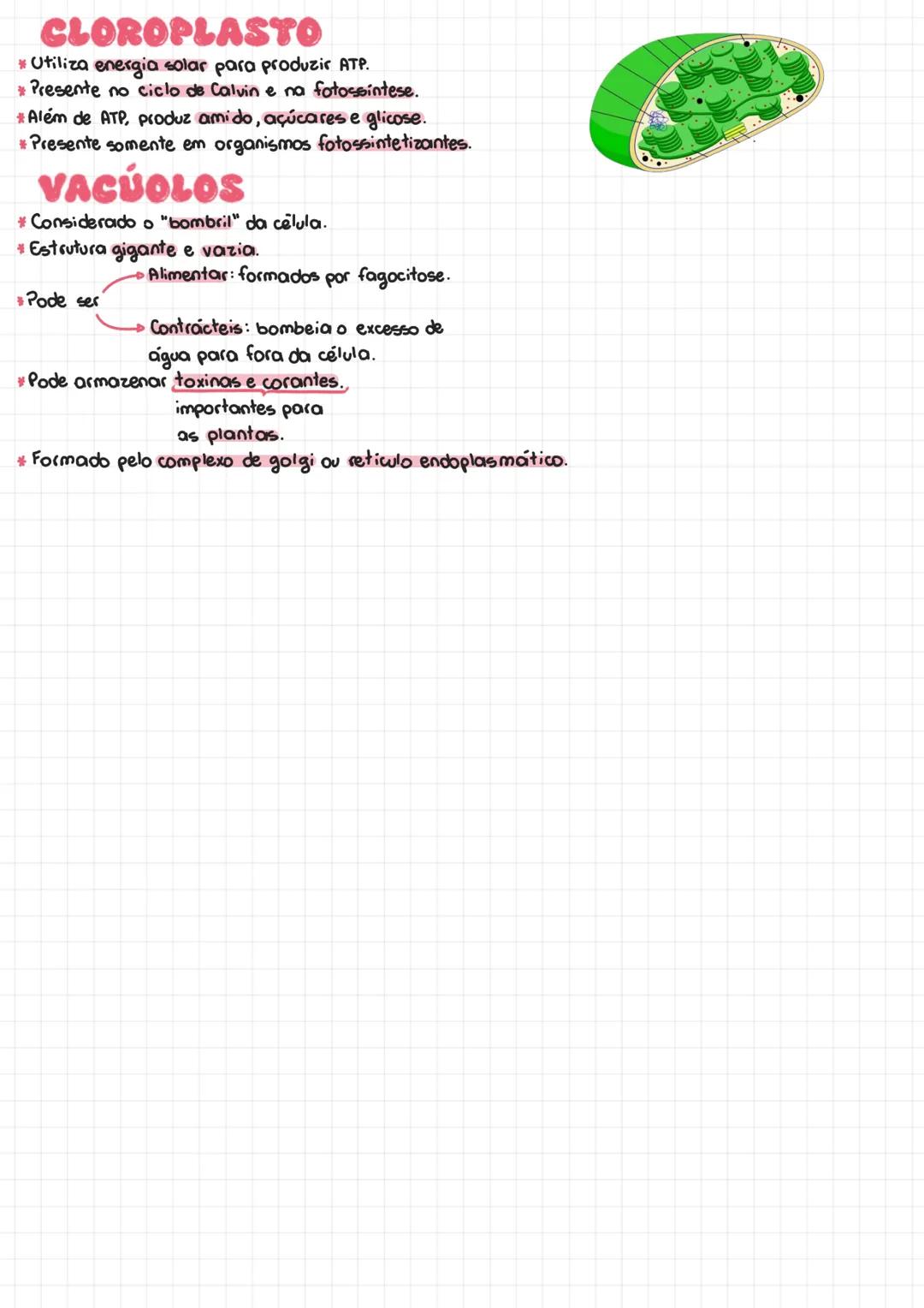 ORGANELAS
MITOCONDRIA
* Utiliza a glicose para produzir a molécula de ATP.
*Possui uma estrutura membranosa com líquido interno.
DNA.
*Possu