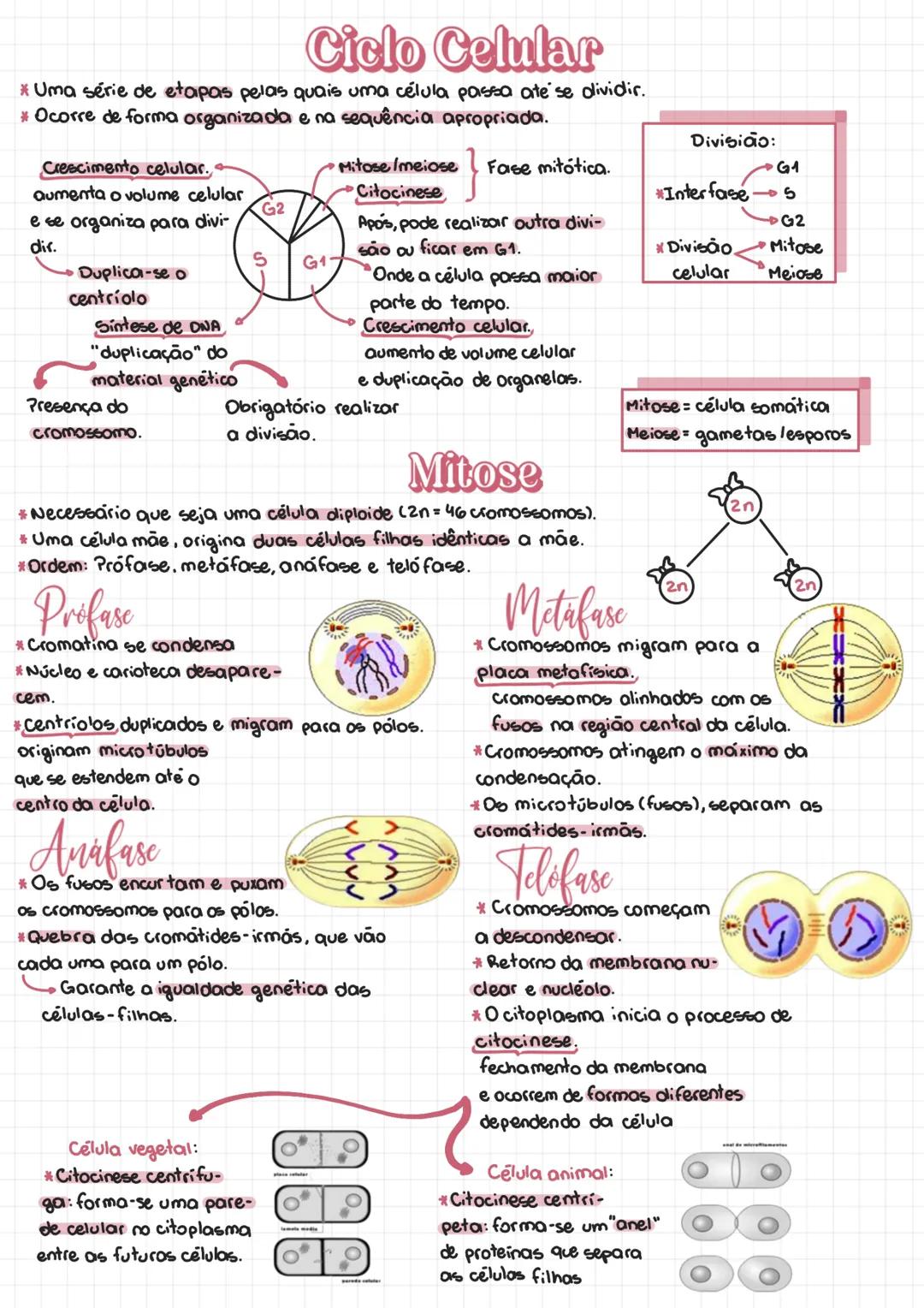 # Ciclo Celular
* Uma série de etapas pelas quais uma célula passa ate se dividir.
* Ocorre de forma organizada e na sequência apropriada.