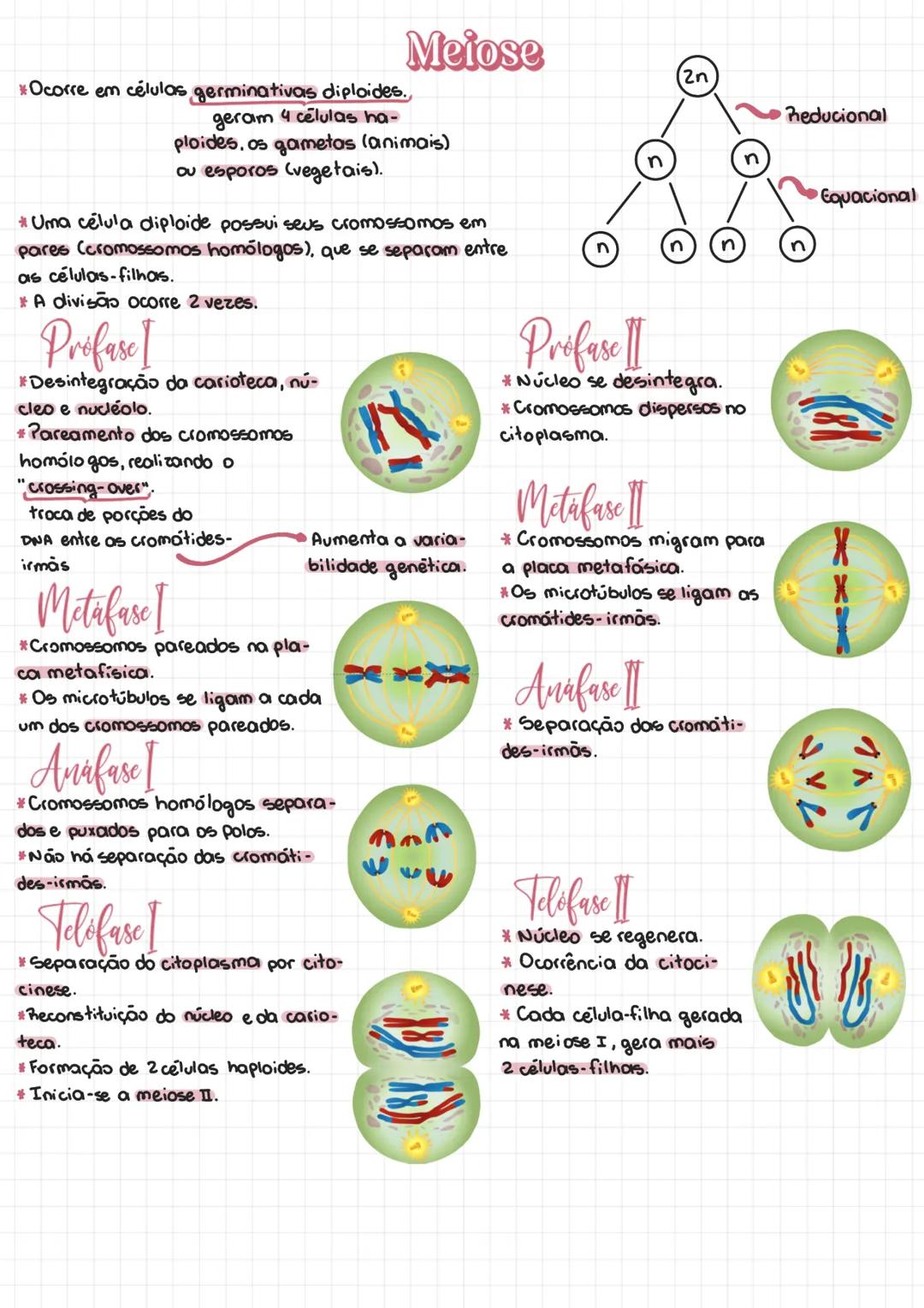 # Ciclo Celular
* Uma série de etapas pelas quais uma célula passa ate se dividir.
* Ocorre de forma organizada e na sequência apropriada.