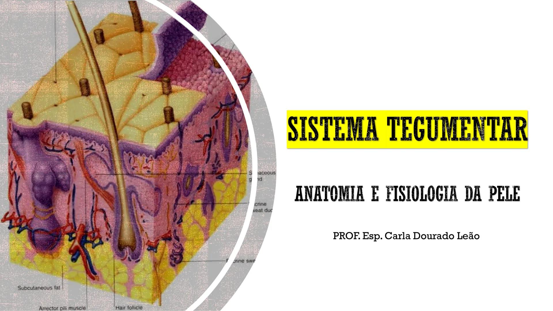 Subcutaneous fat
Arrector pili muscle
Hair follicle
crine swe
laceous
id
cine
weat duc
SISTEMA TEGUMENTAR
ANATOMIA E FISIOLOGIA DA PELE
PROF