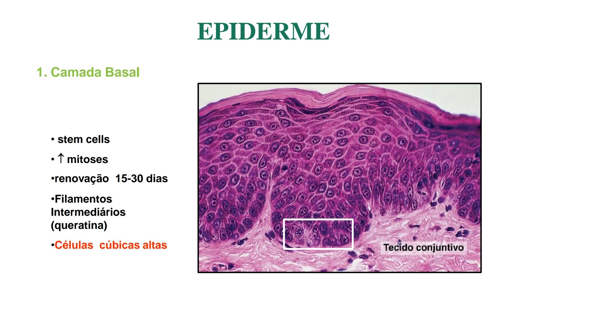 Subcutaneous fat
Arrector pili muscle
Hair follicle
crine swe
laceous
id
cine
weat duc
SISTEMA TEGUMENTAR
ANATOMIA E FISIOLOGIA DA PELE
PROF