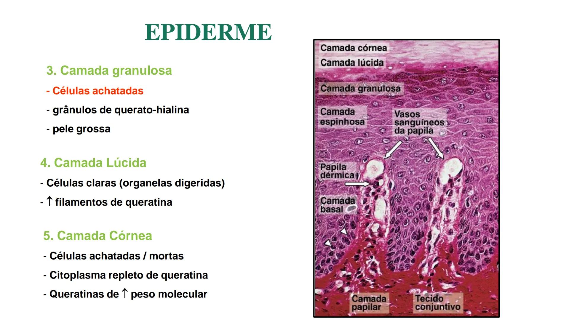 Subcutaneous fat
Arrector pili muscle
Hair follicle
crine swe
laceous
id
cine
weat duc
SISTEMA TEGUMENTAR
ANATOMIA E FISIOLOGIA DA PELE
PROF