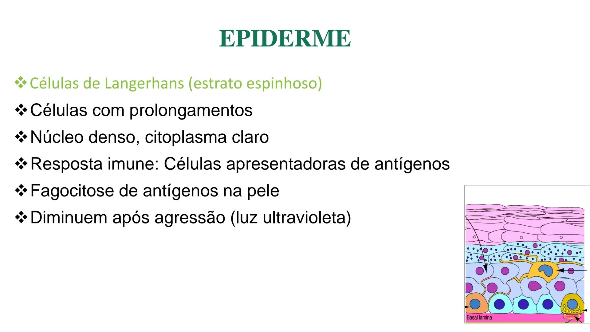 Subcutaneous fat
Arrector pili muscle
Hair follicle
crine swe
laceous
id
cine
weat duc
SISTEMA TEGUMENTAR
ANATOMIA E FISIOLOGIA DA PELE
PROF