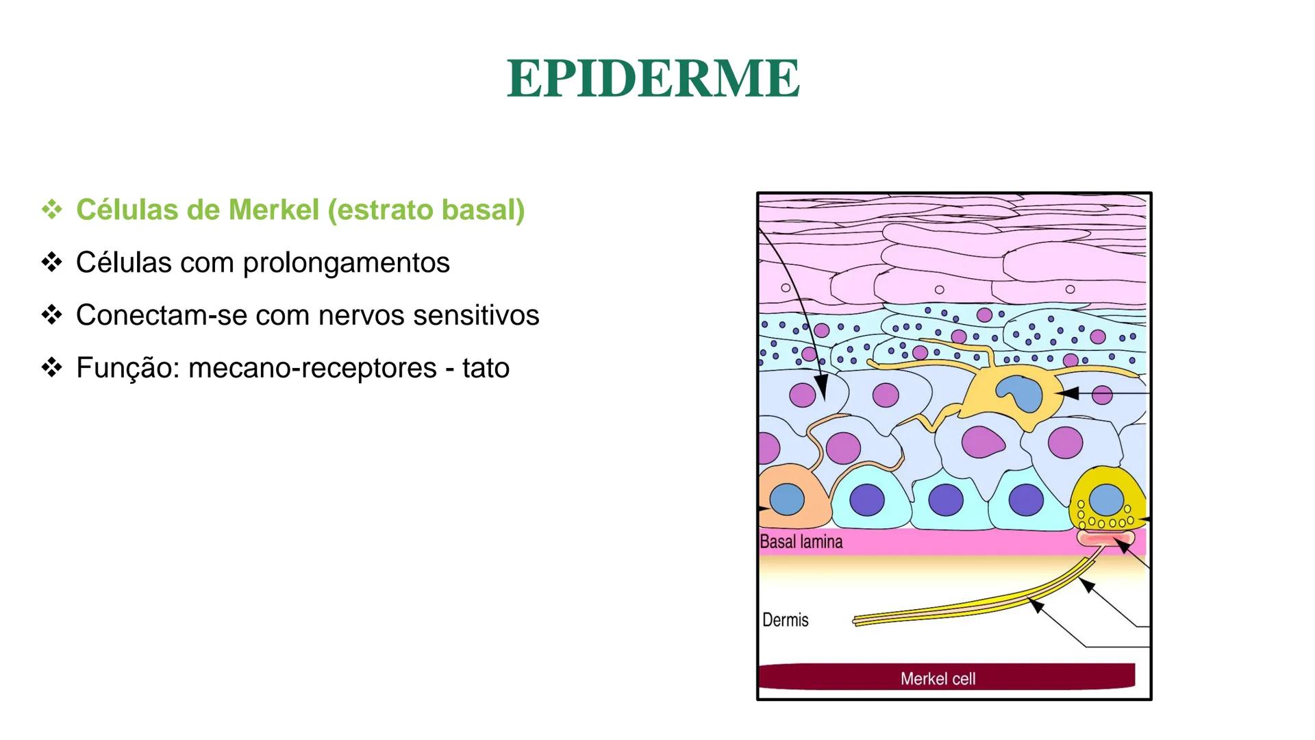 Subcutaneous fat
Arrector pili muscle
Hair follicle
crine swe
laceous
id
cine
weat duc
SISTEMA TEGUMENTAR
ANATOMIA E FISIOLOGIA DA PELE
PROF