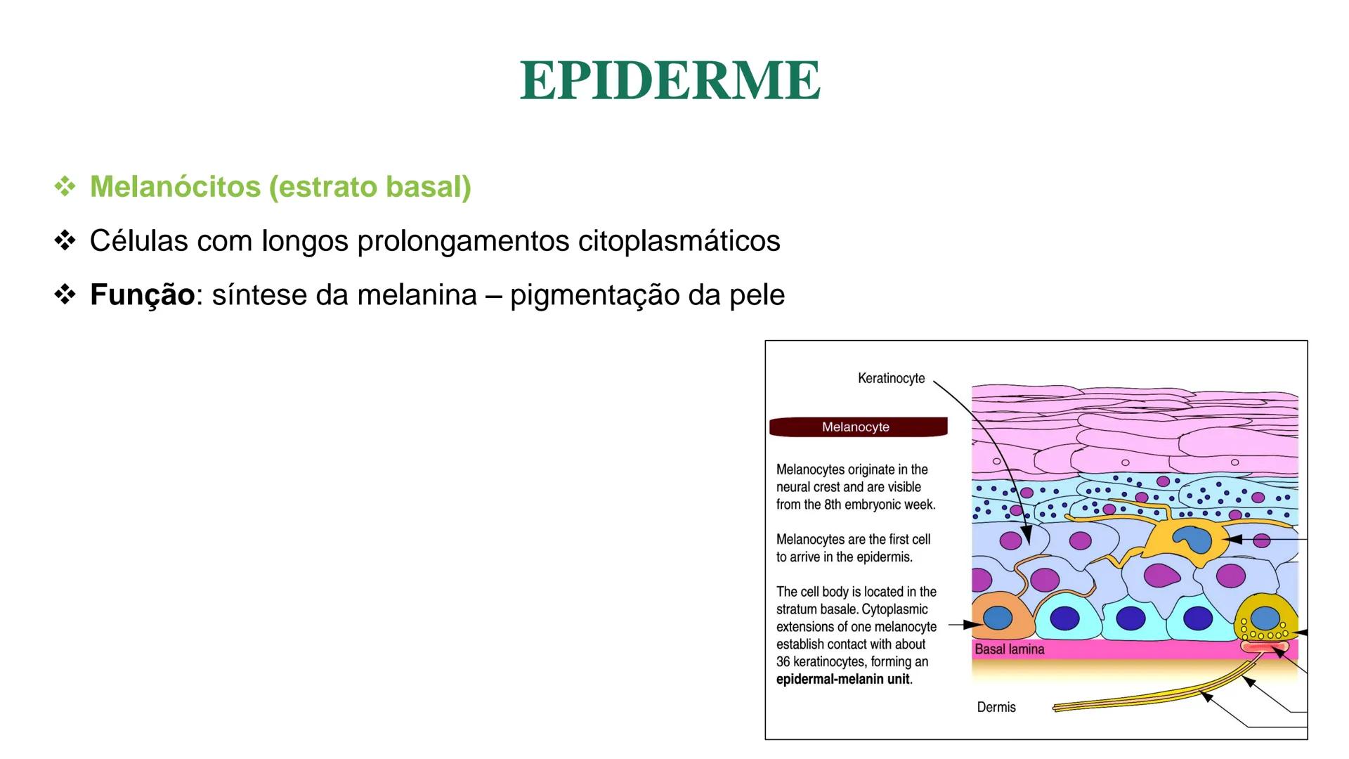 Subcutaneous fat
Arrector pili muscle
Hair follicle
crine swe
laceous
id
cine
weat duc
SISTEMA TEGUMENTAR
ANATOMIA E FISIOLOGIA DA PELE
PROF