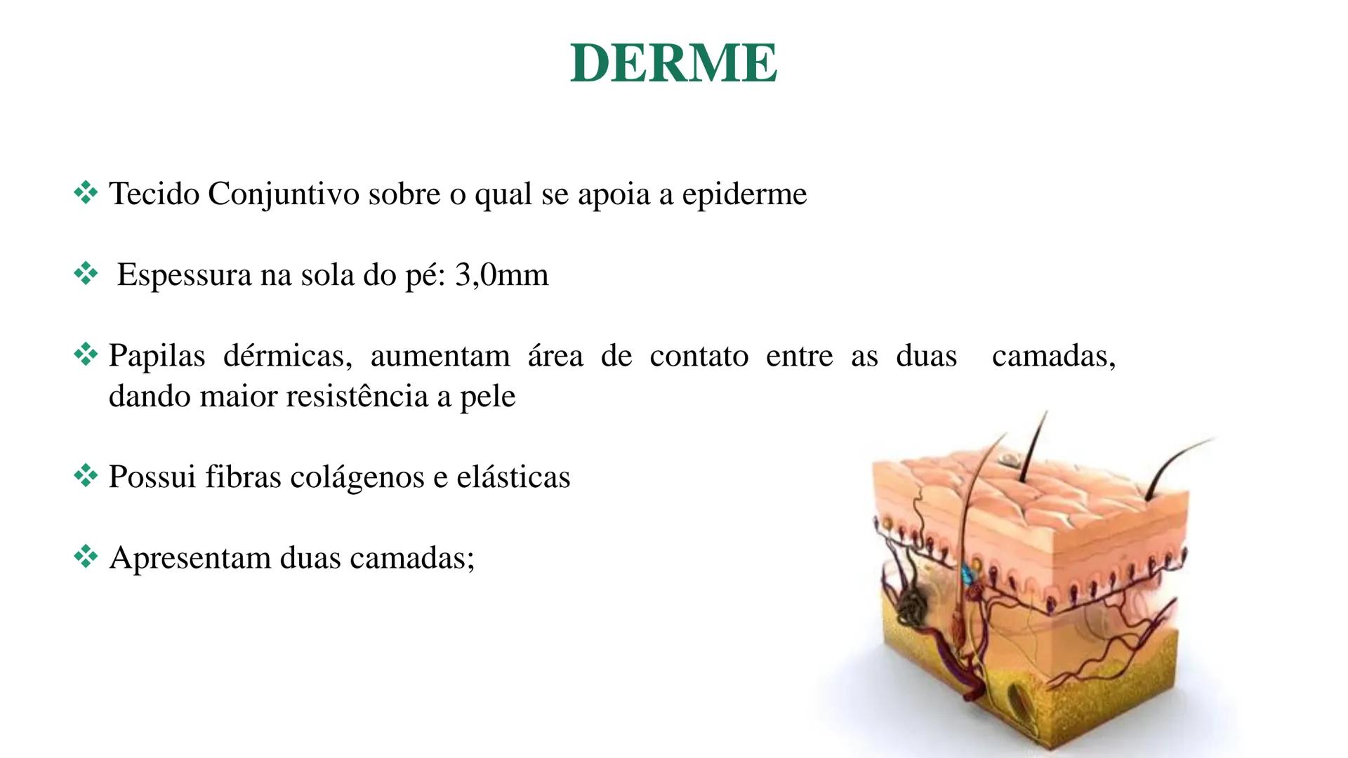 Subcutaneous fat
Arrector pili muscle
Hair follicle
crine swe
laceous
id
cine
weat duc
SISTEMA TEGUMENTAR
ANATOMIA E FISIOLOGIA DA PELE
PROF