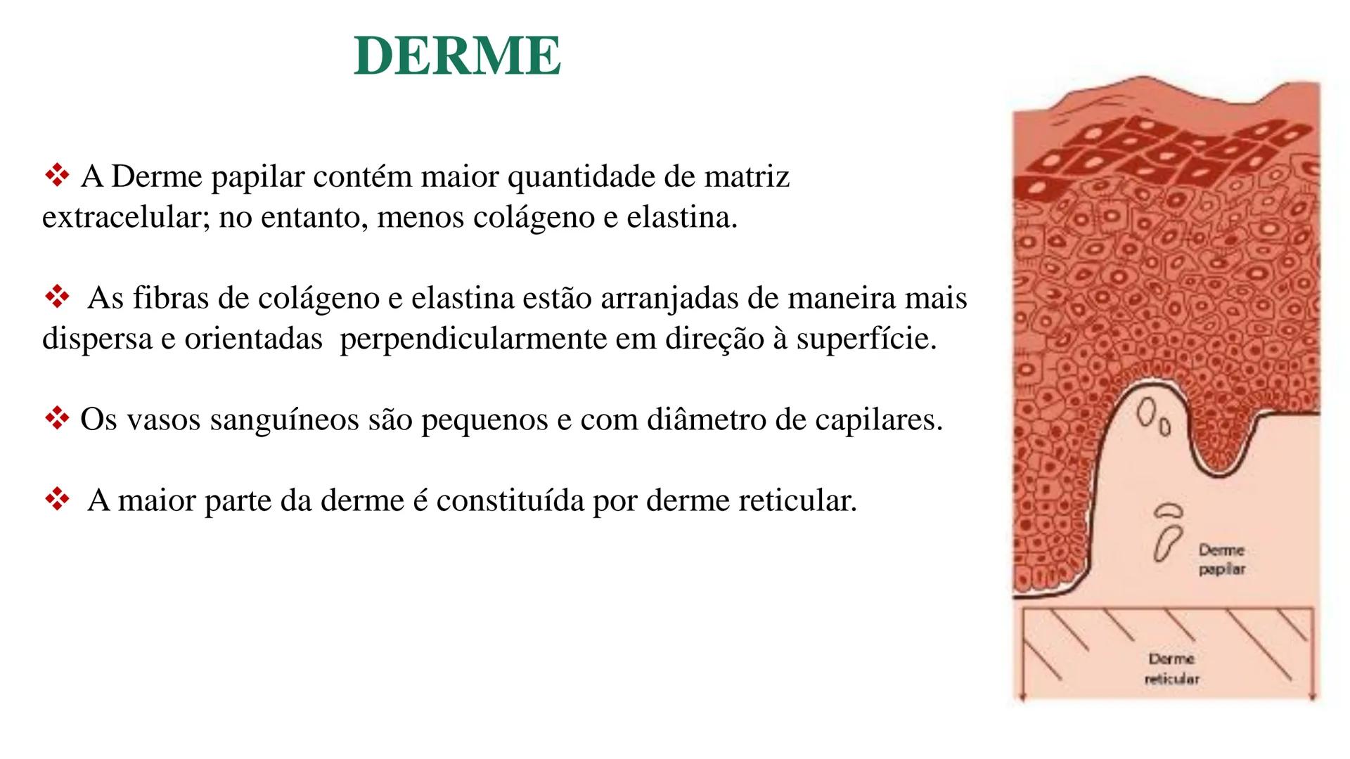 Subcutaneous fat
Arrector pili muscle
Hair follicle
crine swe
laceous
id
cine
weat duc
SISTEMA TEGUMENTAR
ANATOMIA E FISIOLOGIA DA PELE
PROF