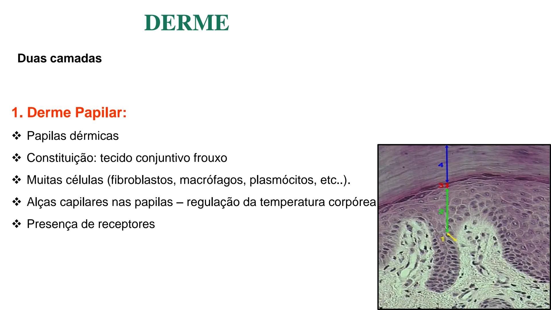 Subcutaneous fat
Arrector pili muscle
Hair follicle
crine swe
laceous
id
cine
weat duc
SISTEMA TEGUMENTAR
ANATOMIA E FISIOLOGIA DA PELE
PROF