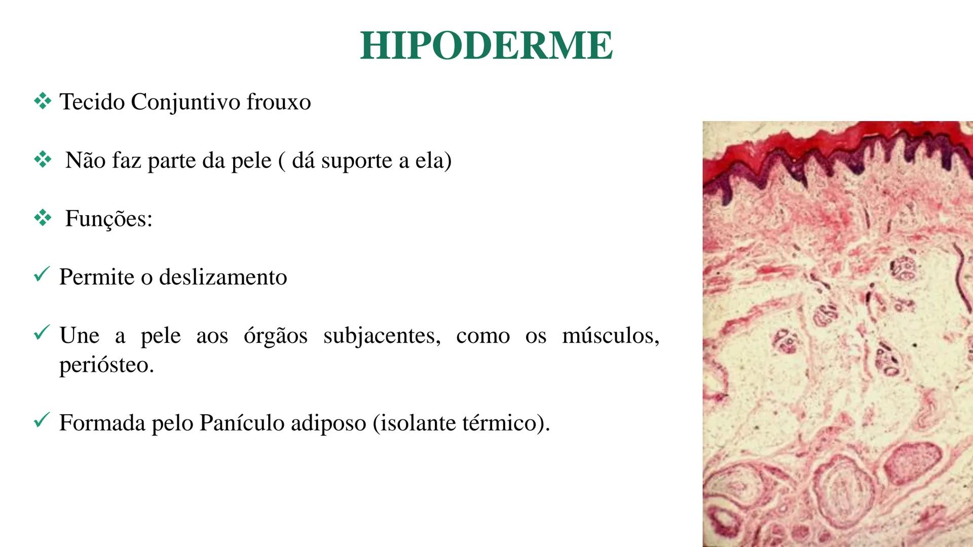 Subcutaneous fat
Arrector pili muscle
Hair follicle
crine swe
laceous
id
cine
weat duc
SISTEMA TEGUMENTAR
ANATOMIA E FISIOLOGIA DA PELE
PROF