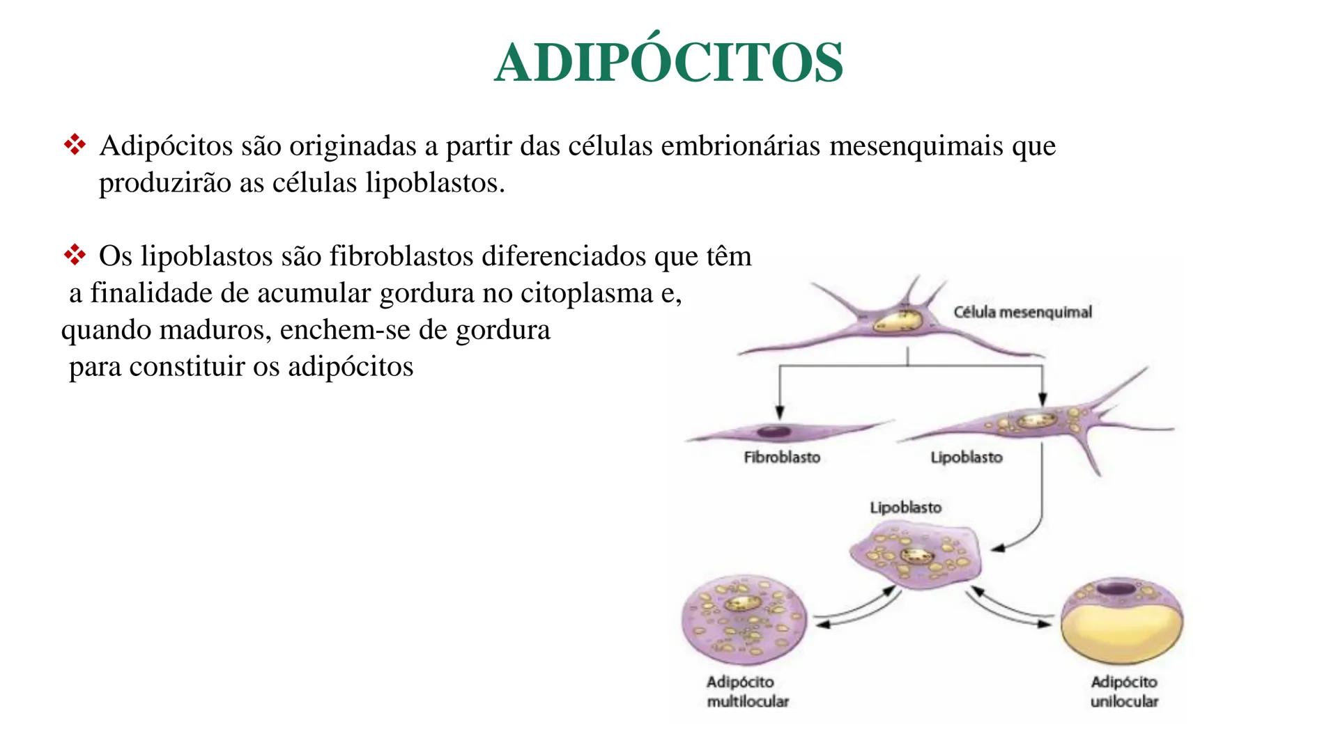 Subcutaneous fat
Arrector pili muscle
Hair follicle
crine swe
laceous
id
cine
weat duc
SISTEMA TEGUMENTAR
ANATOMIA E FISIOLOGIA DA PELE
PROF