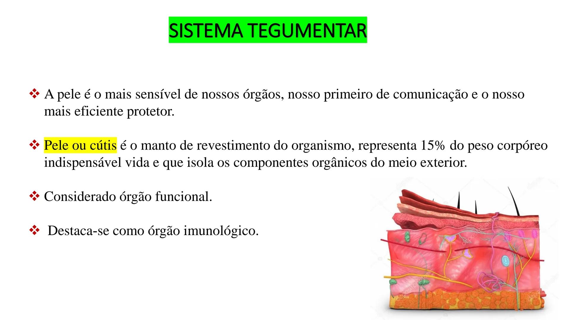 Subcutaneous fat
Arrector pili muscle
Hair follicle
crine swe
laceous
id
cine
weat duc
SISTEMA TEGUMENTAR
ANATOMIA E FISIOLOGIA DA PELE
PROF