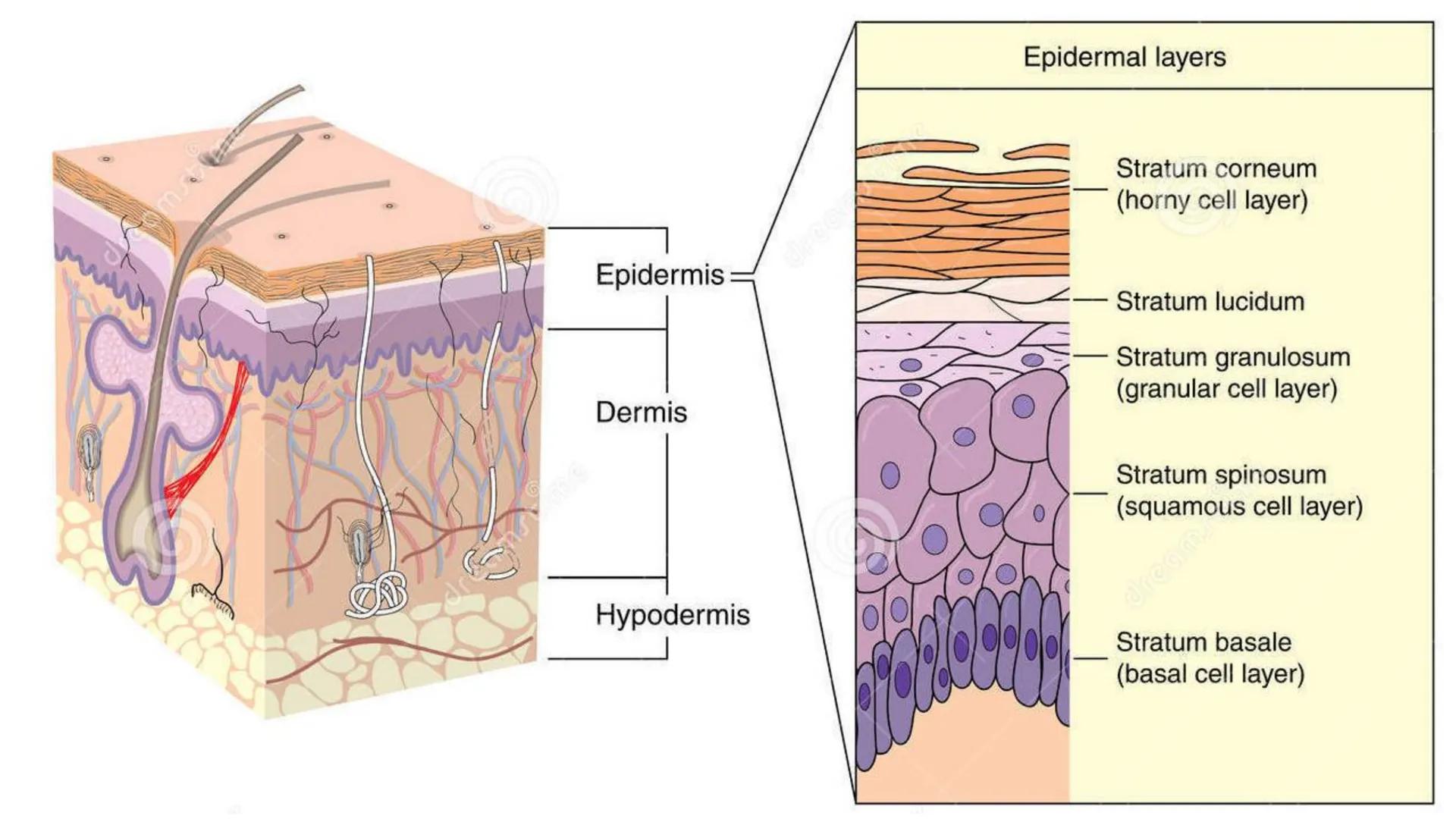 Subcutaneous fat
Arrector pili muscle
Hair follicle
crine swe
laceous
id
cine
weat duc
SISTEMA TEGUMENTAR
ANATOMIA E FISIOLOGIA DA PELE
PROF