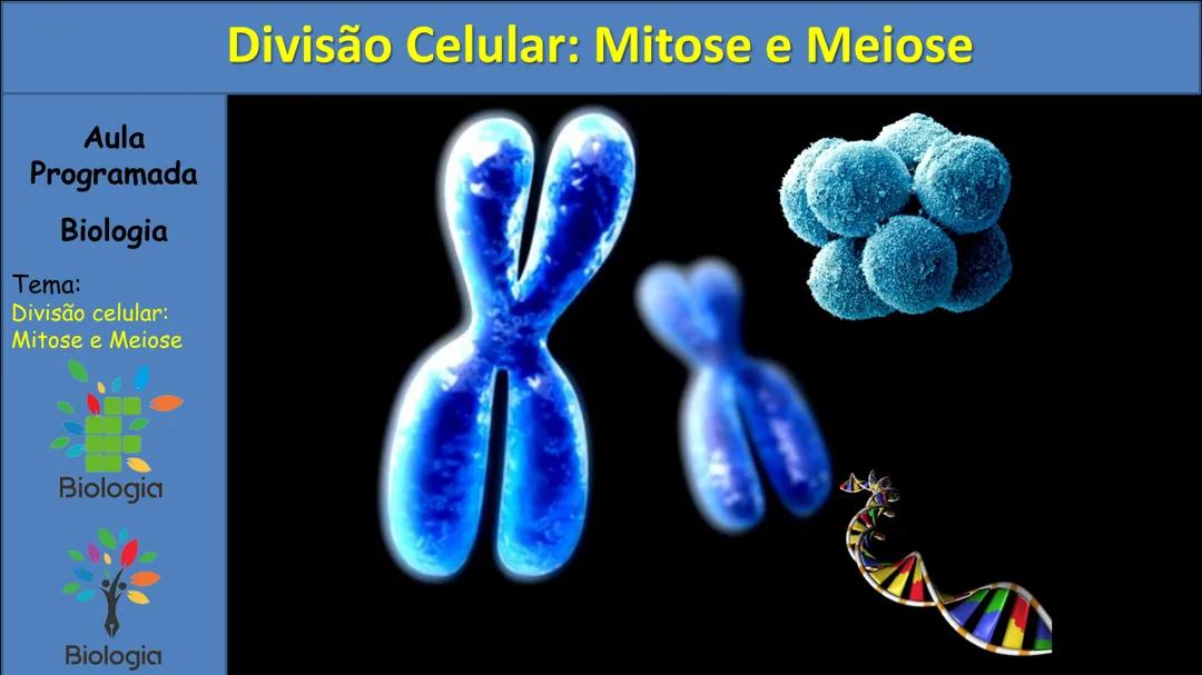 Mitose e meiose