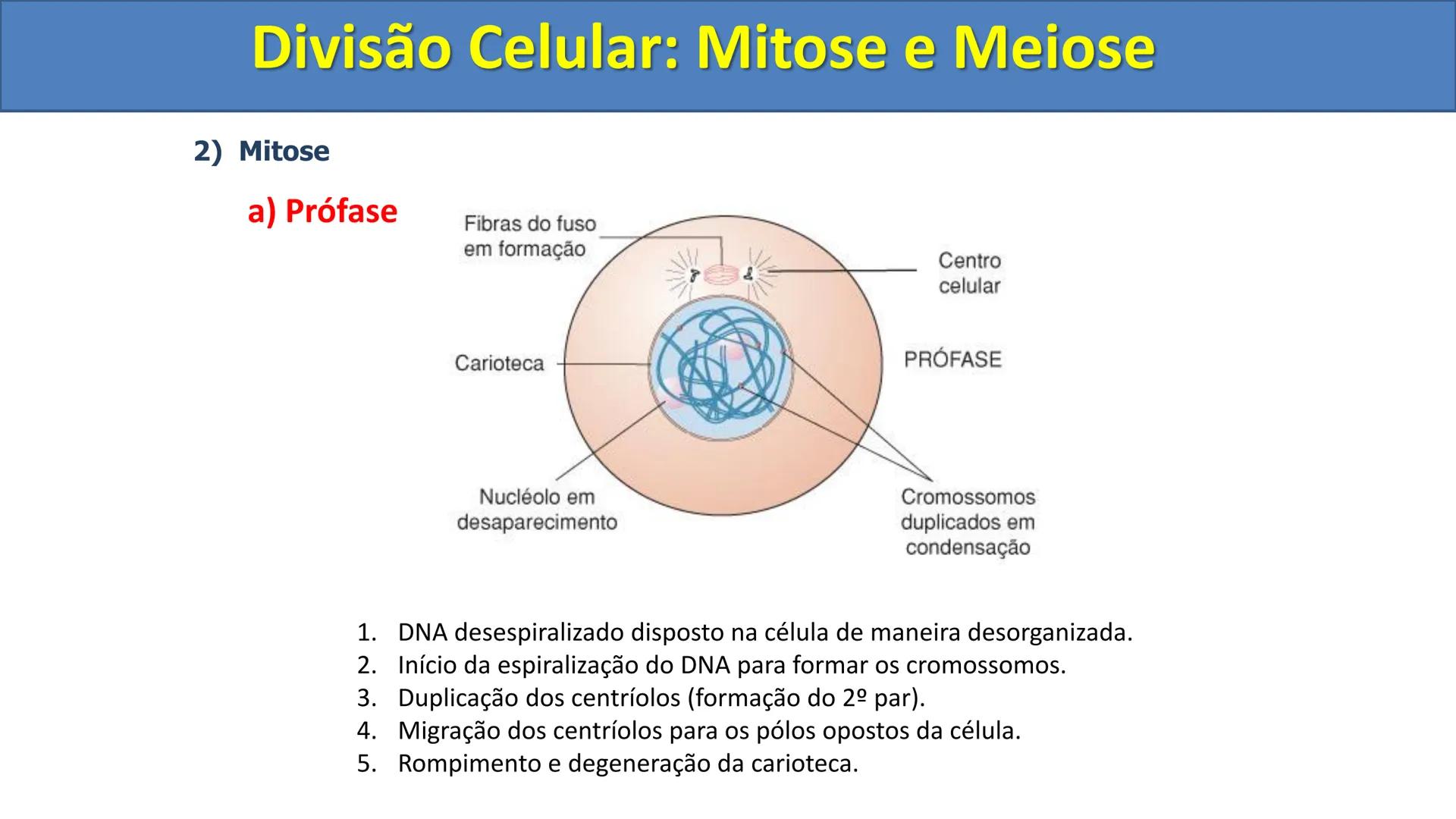 Aula
Programada
Biologia
Tema:
Divisão celular:
Mitose e Meiose
Biologia
Biologia
Divisão Celular: Mitose e Meiose Divisão Celular: Mitose e