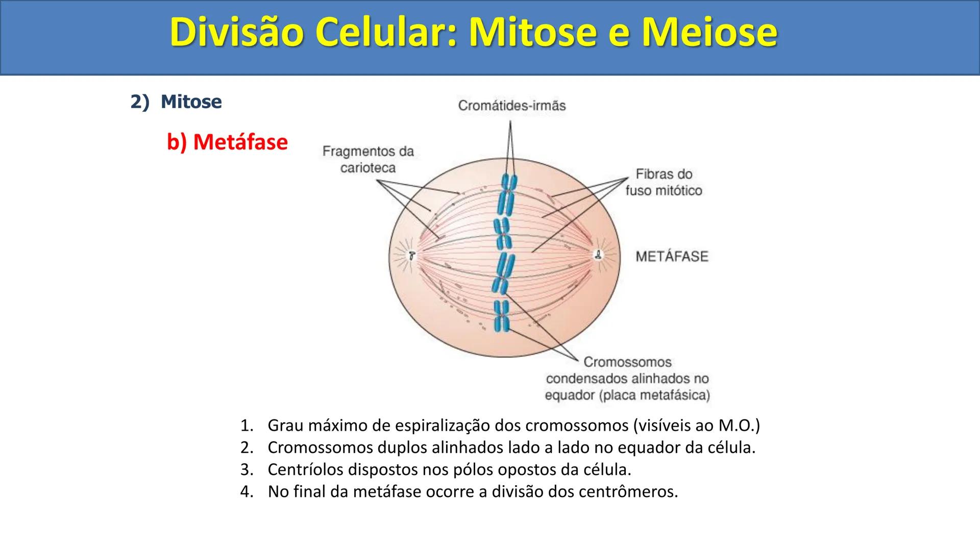 Aula
Programada
Biologia
Tema:
Divisão celular:
Mitose e Meiose
Biologia
Biologia
Divisão Celular: Mitose e Meiose Divisão Celular: Mitose e