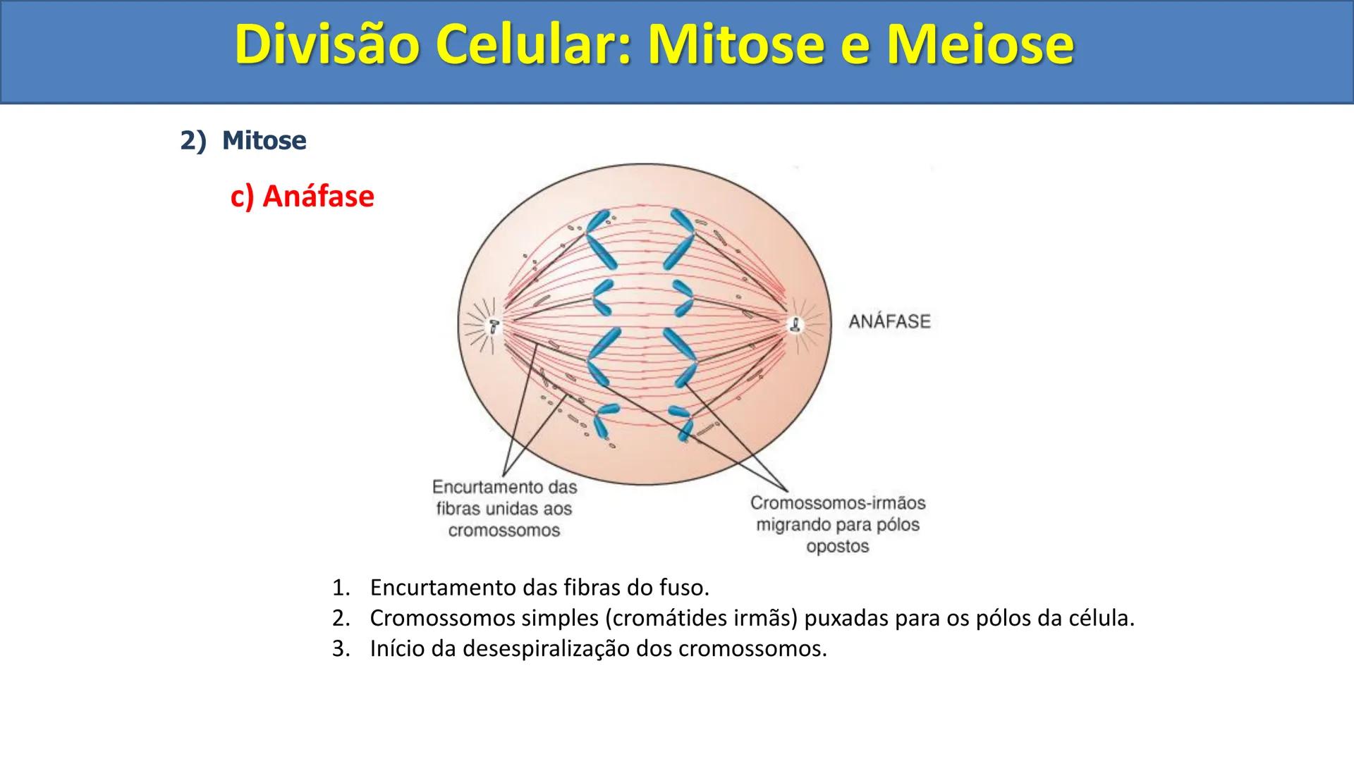 Aula
Programada
Biologia
Tema:
Divisão celular:
Mitose e Meiose
Biologia
Biologia
Divisão Celular: Mitose e Meiose Divisão Celular: Mitose e