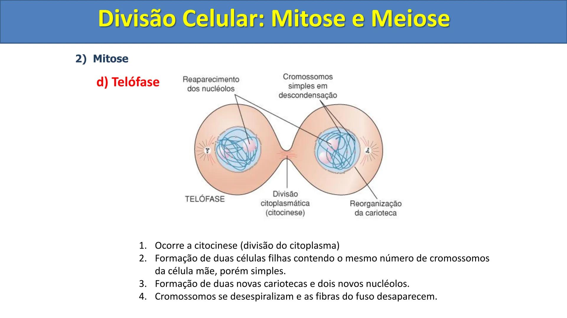 Aula
Programada
Biologia
Tema:
Divisão celular:
Mitose e Meiose
Biologia
Biologia
Divisão Celular: Mitose e Meiose Divisão Celular: Mitose e
