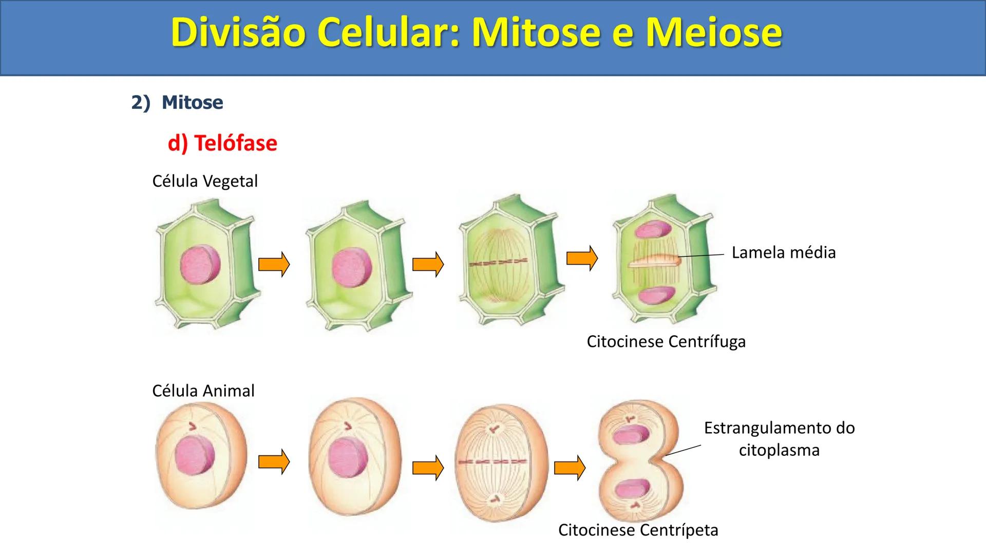Aula
Programada
Biologia
Tema:
Divisão celular:
Mitose e Meiose
Biologia
Biologia
Divisão Celular: Mitose e Meiose Divisão Celular: Mitose e