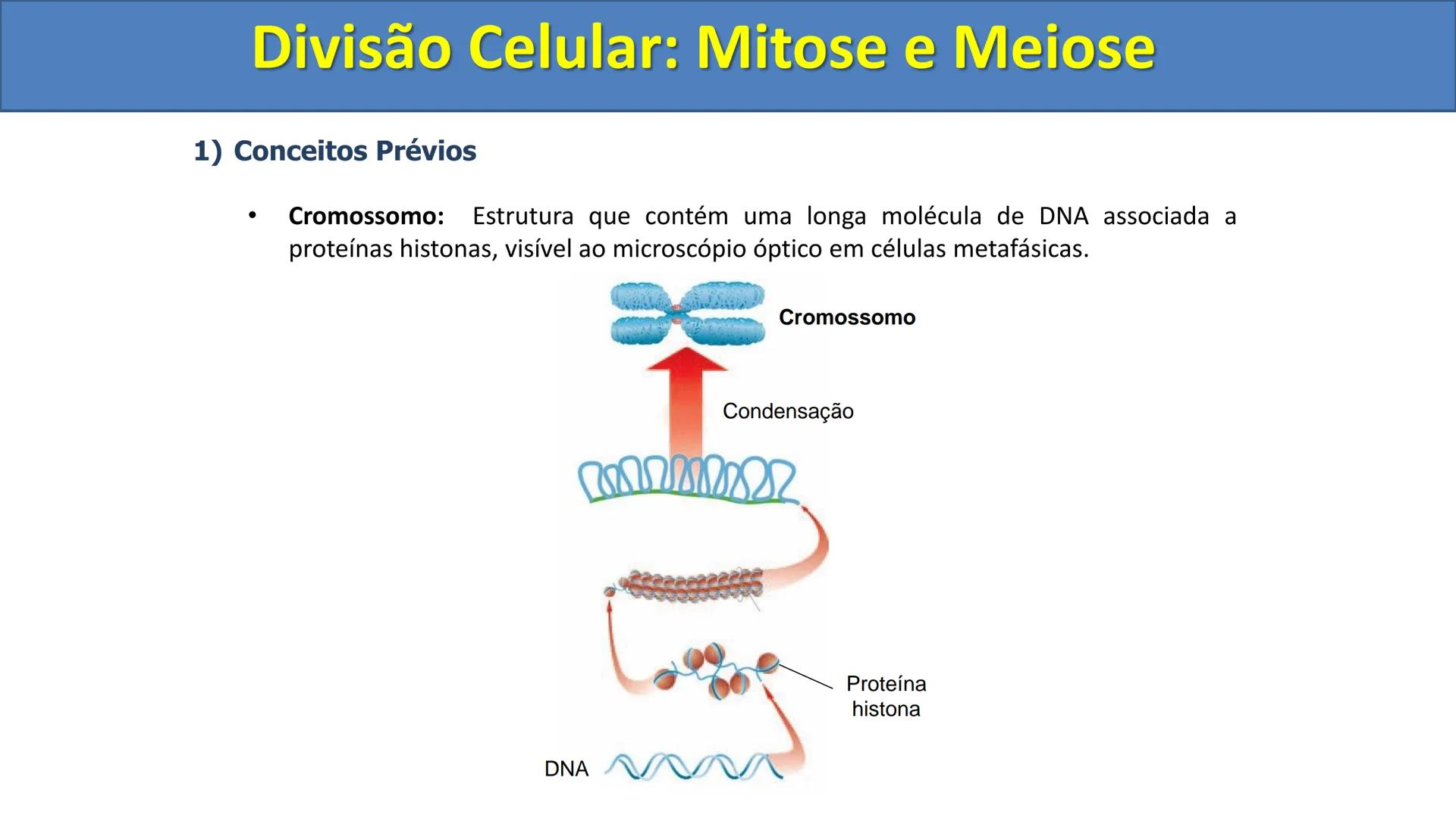Aula
Programada
Biologia
Tema:
Divisão celular:
Mitose e Meiose
Biologia
Biologia
Divisão Celular: Mitose e Meiose Divisão Celular: Mitose e