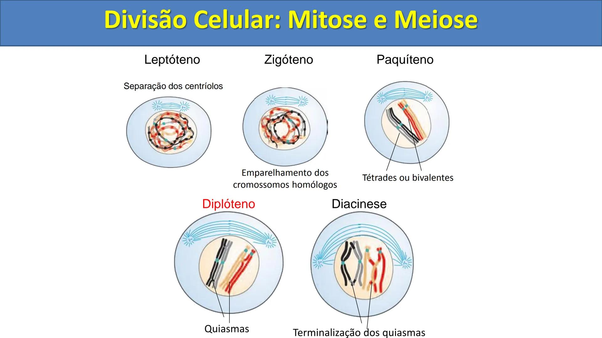 Aula
Programada
Biologia
Tema:
Divisão celular:
Mitose e Meiose
Biologia
Biologia
Divisão Celular: Mitose e Meiose Divisão Celular: Mitose e