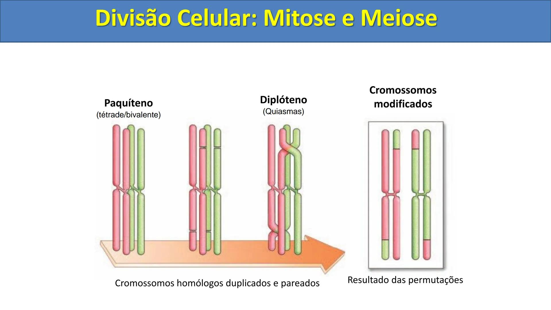 Aula
Programada
Biologia
Tema:
Divisão celular:
Mitose e Meiose
Biologia
Biologia
Divisão Celular: Mitose e Meiose Divisão Celular: Mitose e