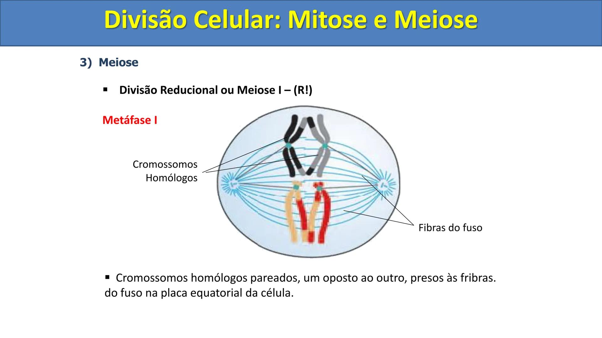 Aula
Programada
Biologia
Tema:
Divisão celular:
Mitose e Meiose
Biologia
Biologia
Divisão Celular: Mitose e Meiose Divisão Celular: Mitose e