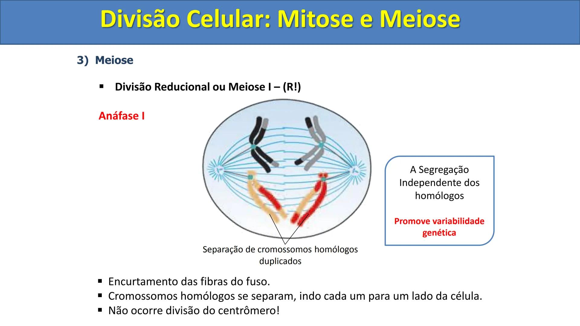 Aula
Programada
Biologia
Tema:
Divisão celular:
Mitose e Meiose
Biologia
Biologia
Divisão Celular: Mitose e Meiose Divisão Celular: Mitose e