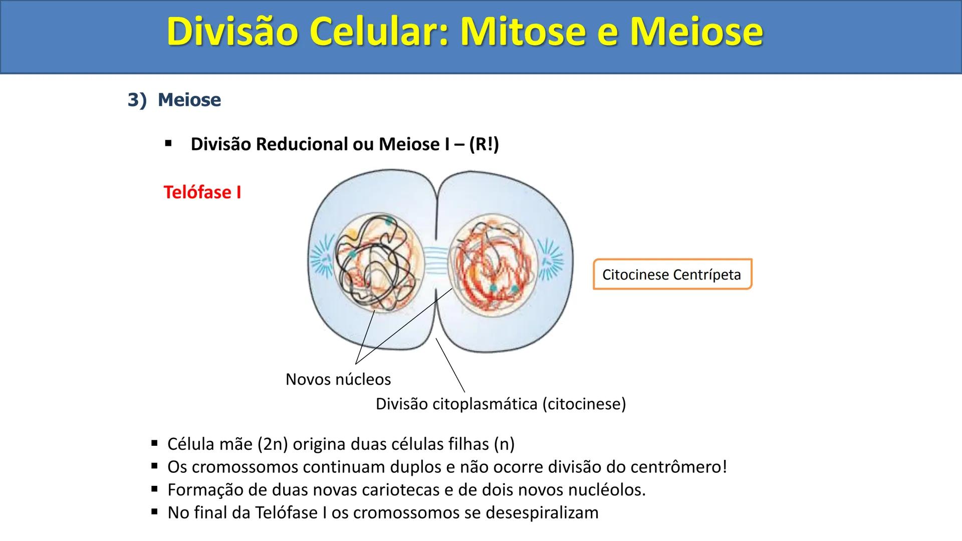 Aula
Programada
Biologia
Tema:
Divisão celular:
Mitose e Meiose
Biologia
Biologia
Divisão Celular: Mitose e Meiose Divisão Celular: Mitose e