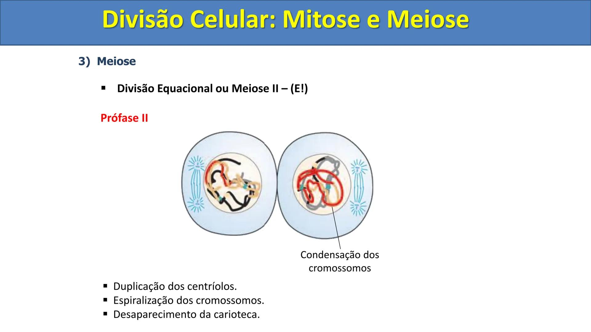 Aula
Programada
Biologia
Tema:
Divisão celular:
Mitose e Meiose
Biologia
Biologia
Divisão Celular: Mitose e Meiose Divisão Celular: Mitose e
