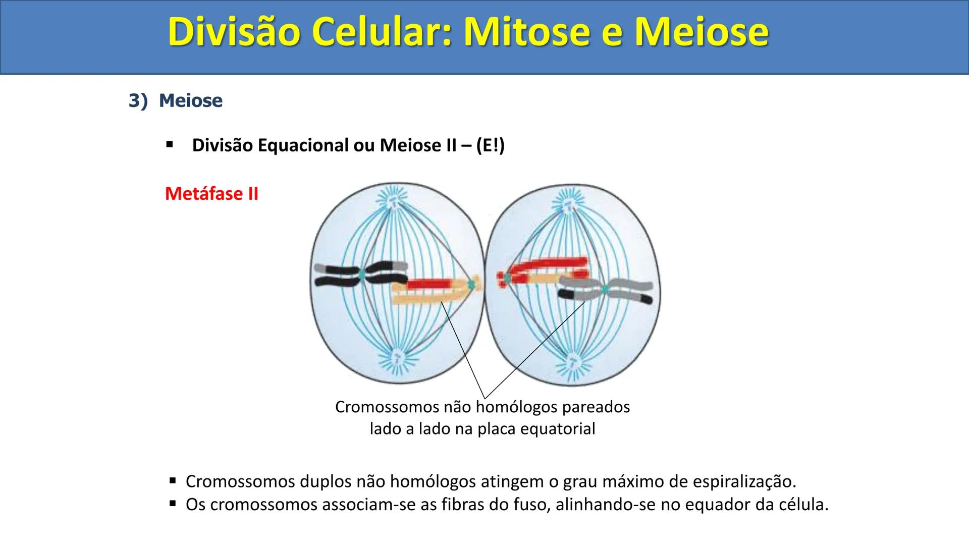 Aula
Programada
Biologia
Tema:
Divisão celular:
Mitose e Meiose
Biologia
Biologia
Divisão Celular: Mitose e Meiose Divisão Celular: Mitose e