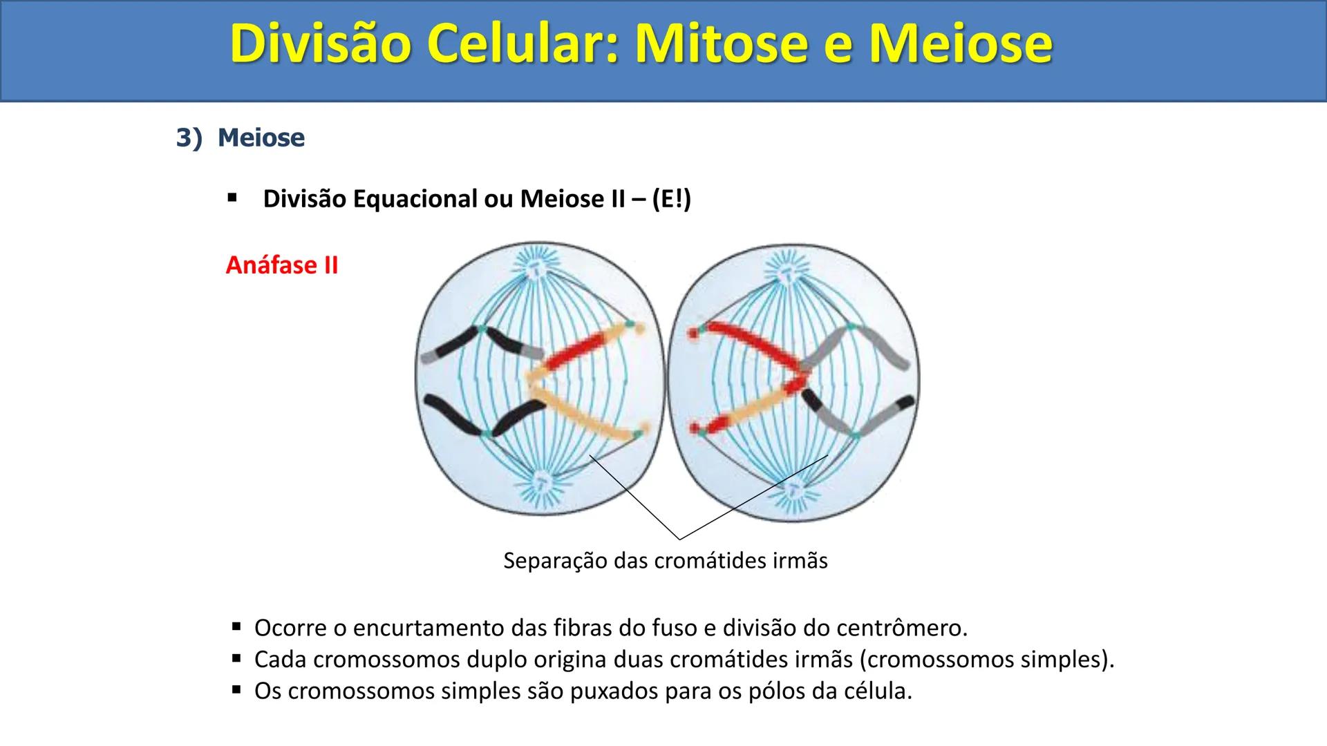 Aula
Programada
Biologia
Tema:
Divisão celular:
Mitose e Meiose
Biologia
Biologia
Divisão Celular: Mitose e Meiose Divisão Celular: Mitose e