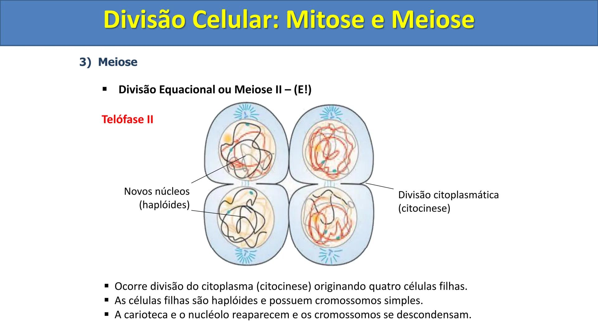 Aula
Programada
Biologia
Tema:
Divisão celular:
Mitose e Meiose
Biologia
Biologia
Divisão Celular: Mitose e Meiose Divisão Celular: Mitose e