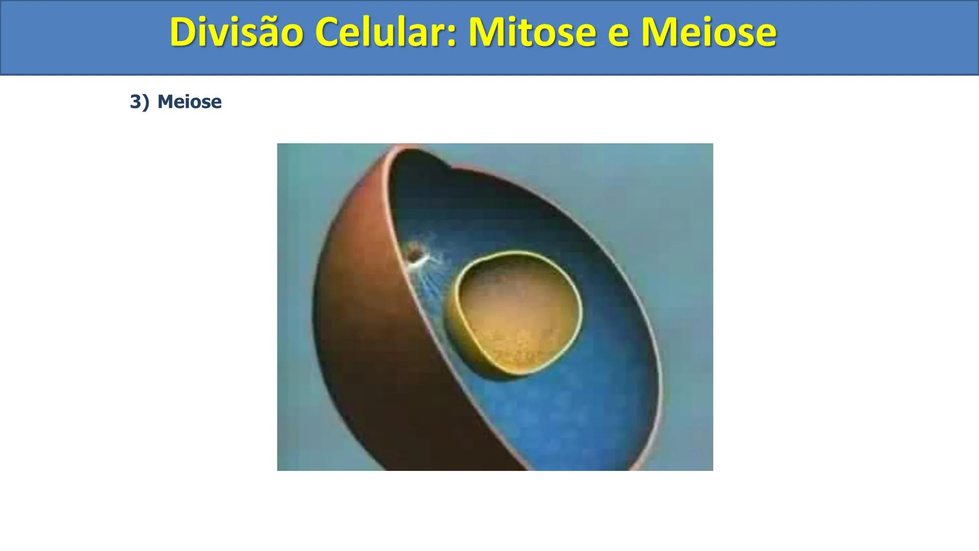 Aula
Programada
Biologia
Tema:
Divisão celular:
Mitose e Meiose
Biologia
Biologia
Divisão Celular: Mitose e Meiose Divisão Celular: Mitose e