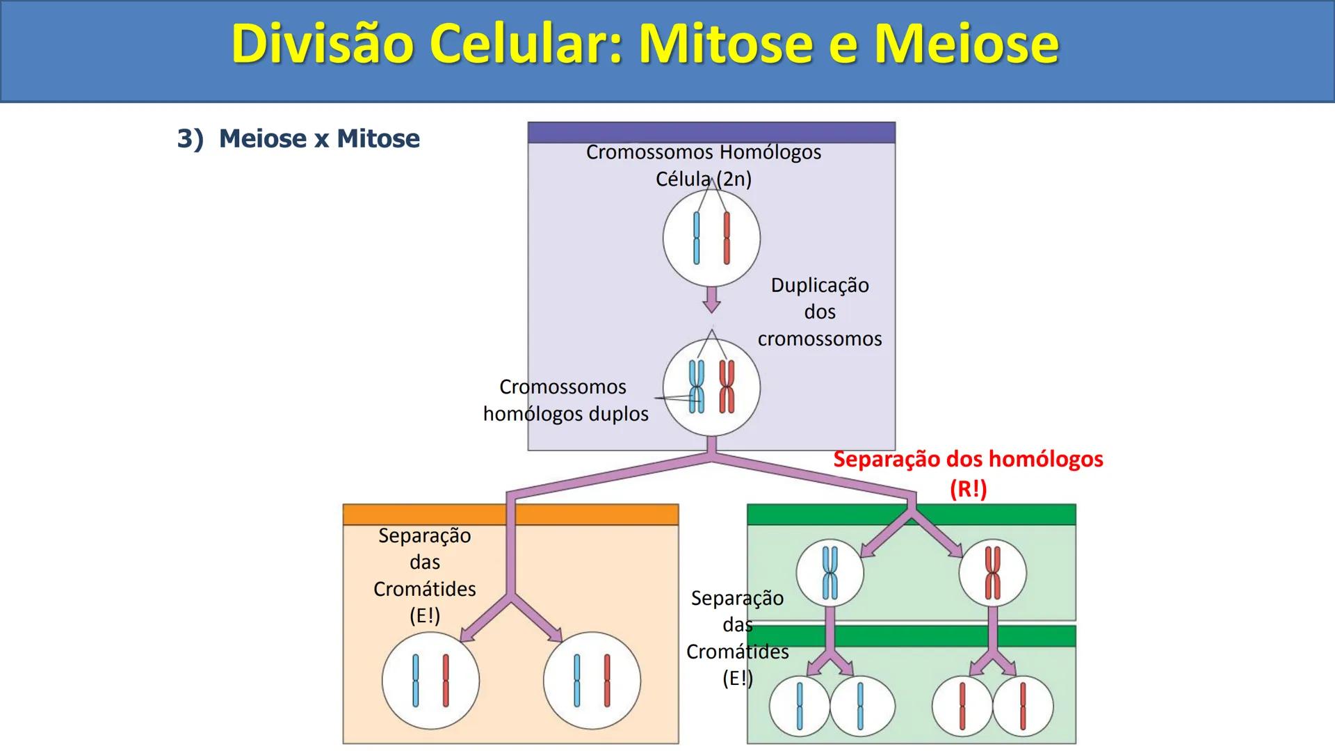 Aula
Programada
Biologia
Tema:
Divisão celular:
Mitose e Meiose
Biologia
Biologia
Divisão Celular: Mitose e Meiose Divisão Celular: Mitose e