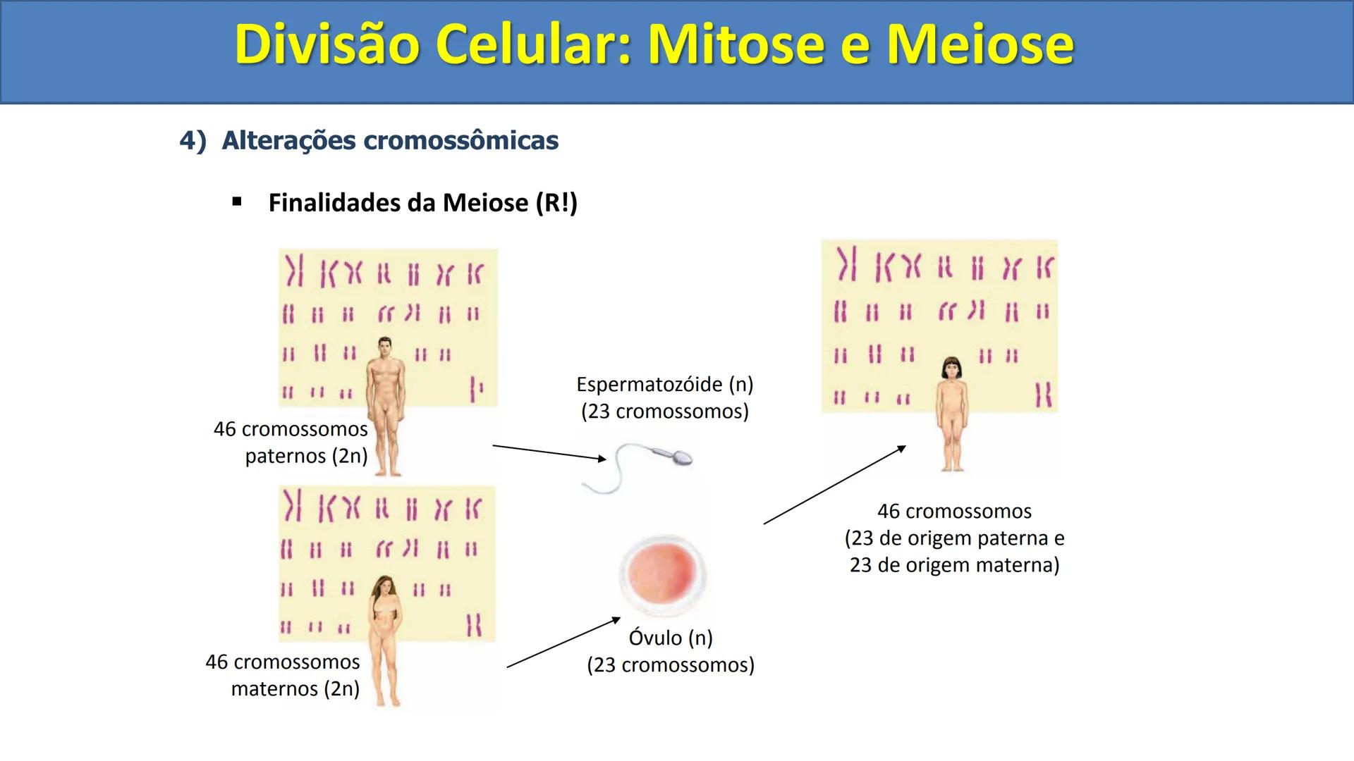 Aula
Programada
Biologia
Tema:
Divisão celular:
Mitose e Meiose
Biologia
Biologia
Divisão Celular: Mitose e Meiose Divisão Celular: Mitose e
