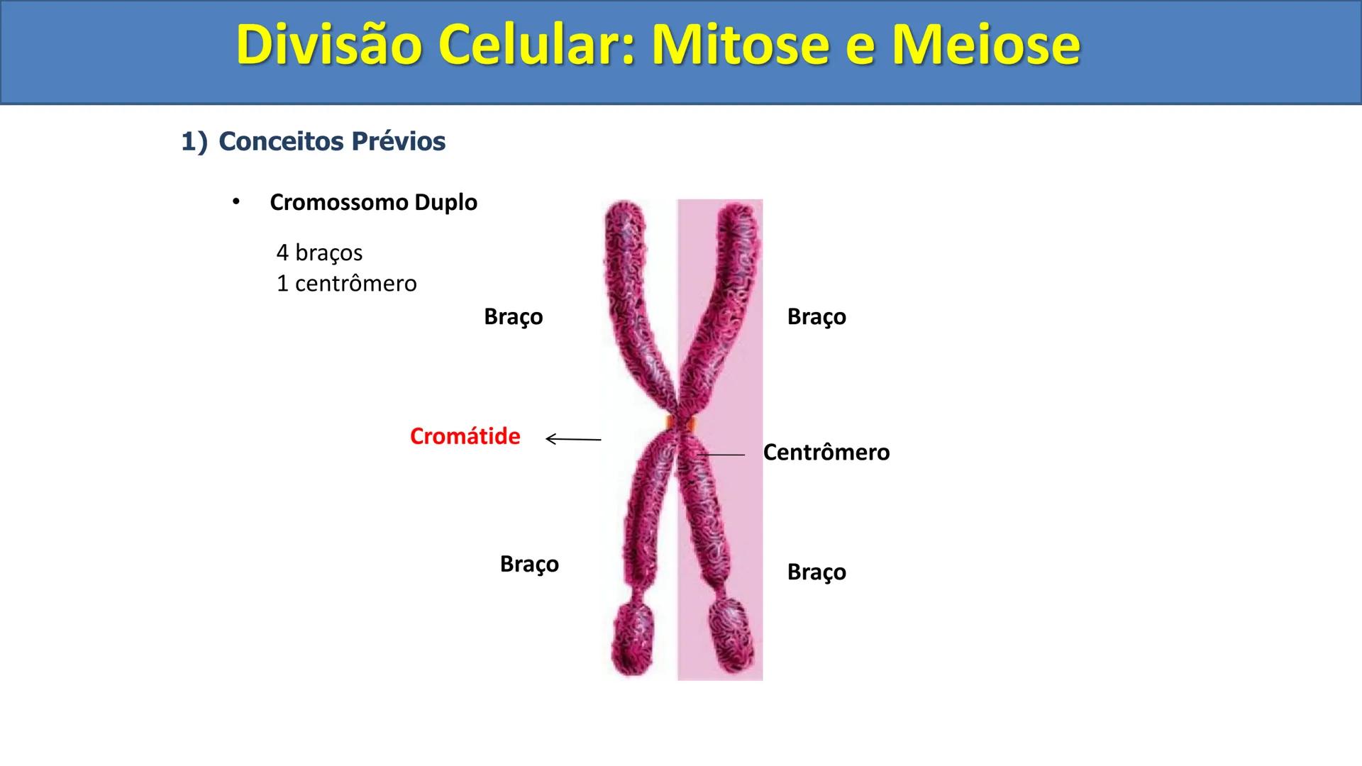 Aula
Programada
Biologia
Tema:
Divisão celular:
Mitose e Meiose
Biologia
Biologia
Divisão Celular: Mitose e Meiose Divisão Celular: Mitose e