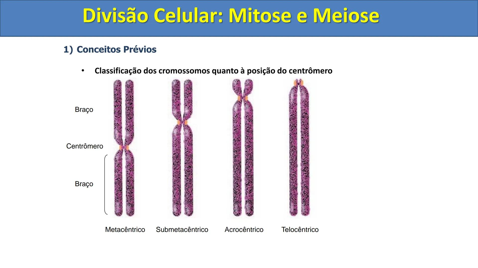 Aula
Programada
Biologia
Tema:
Divisão celular:
Mitose e Meiose
Biologia
Biologia
Divisão Celular: Mitose e Meiose Divisão Celular: Mitose e